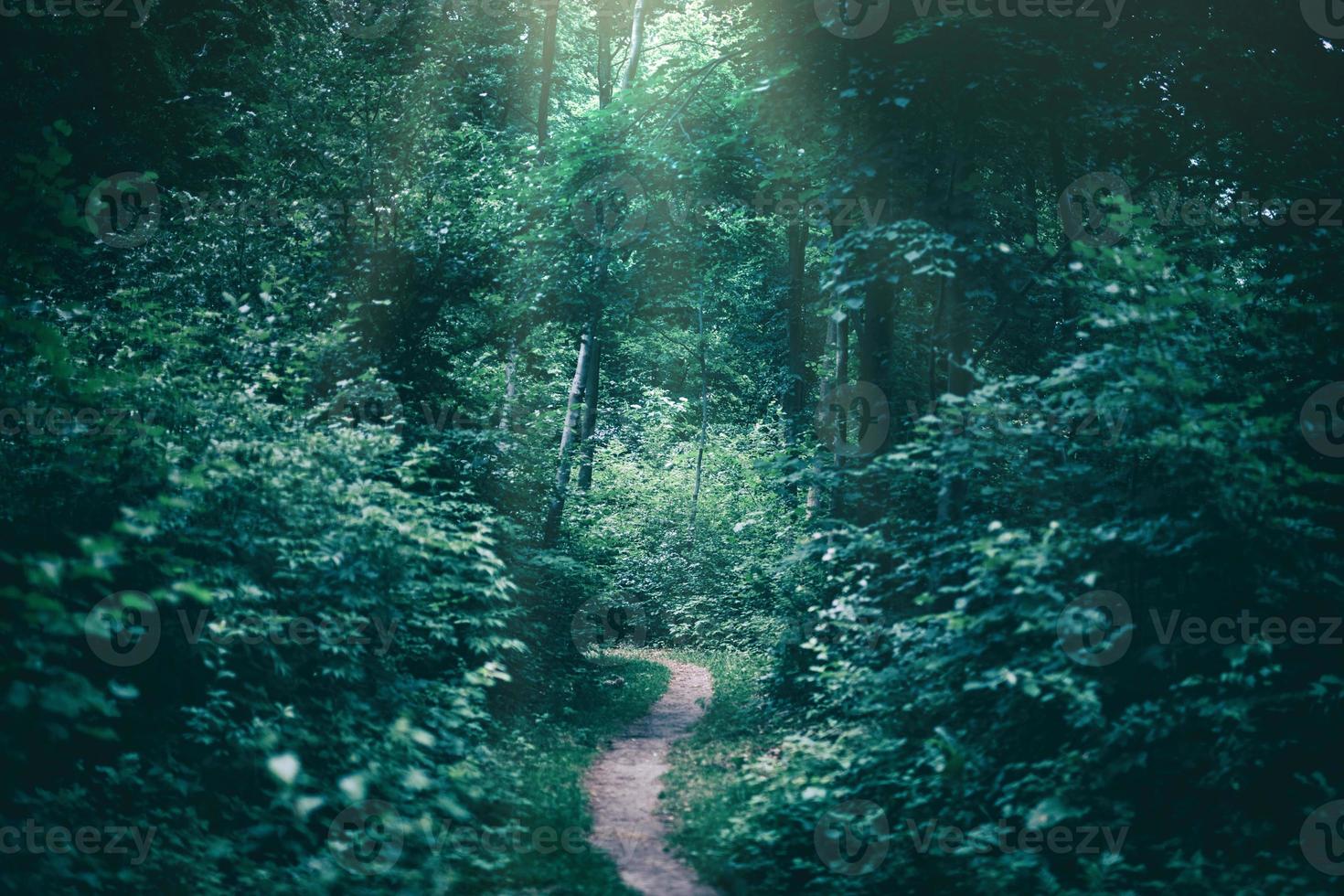 1470x980 Narrow path in a dark forest illuminated