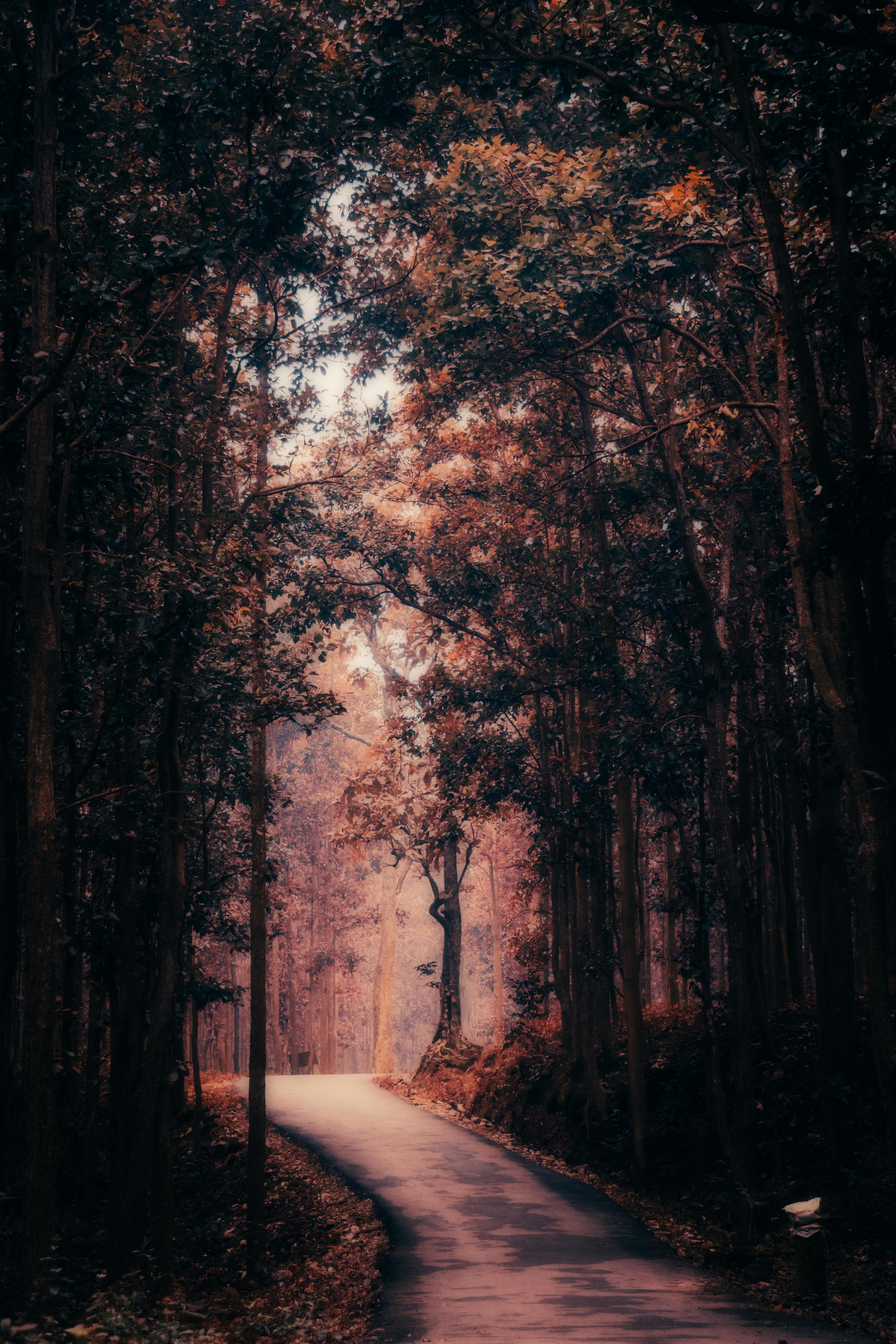 3981x5971 Narrow Road between Trees · Free