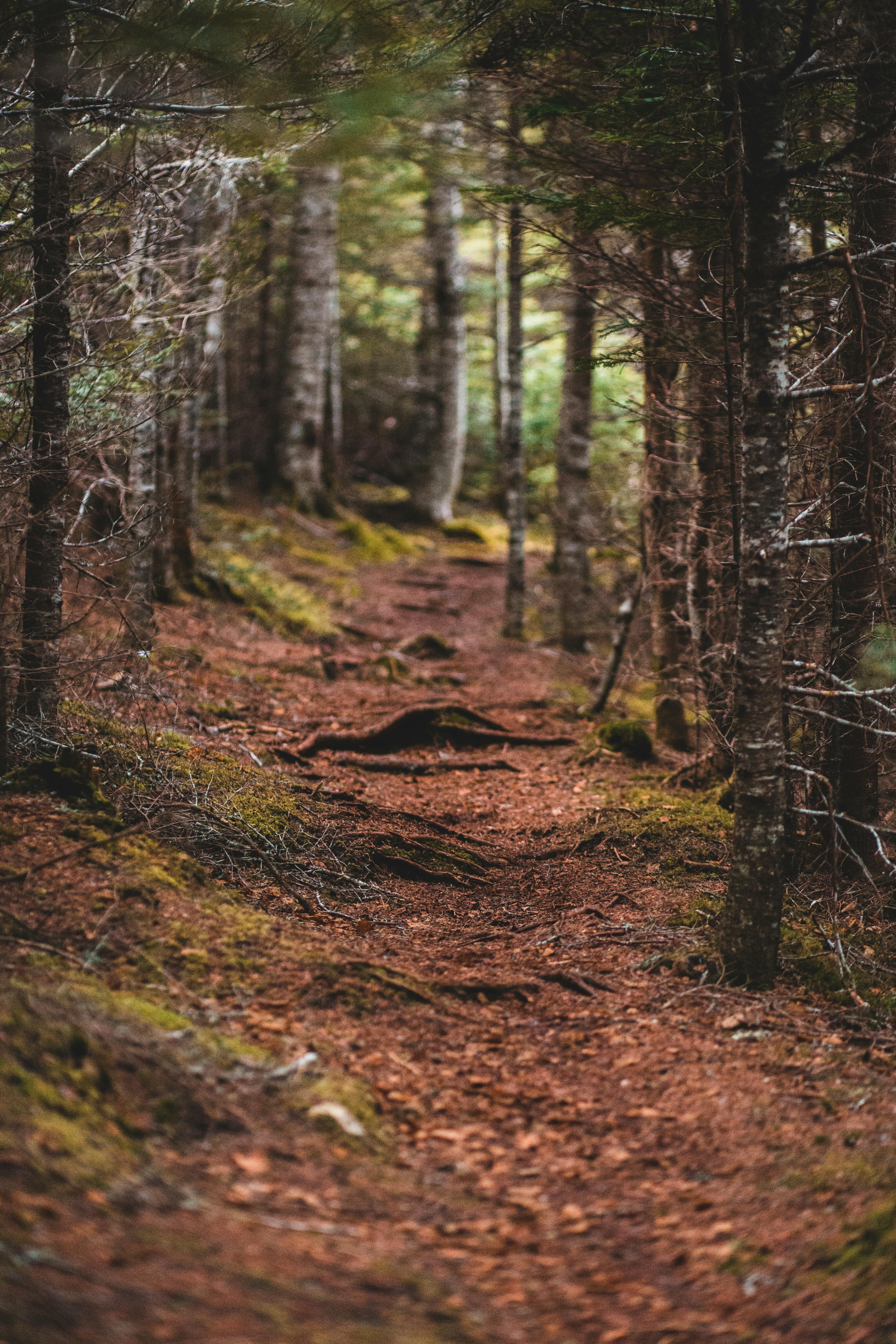 3648x5472 Narrow path through coniferous trees in autumn forest · Free