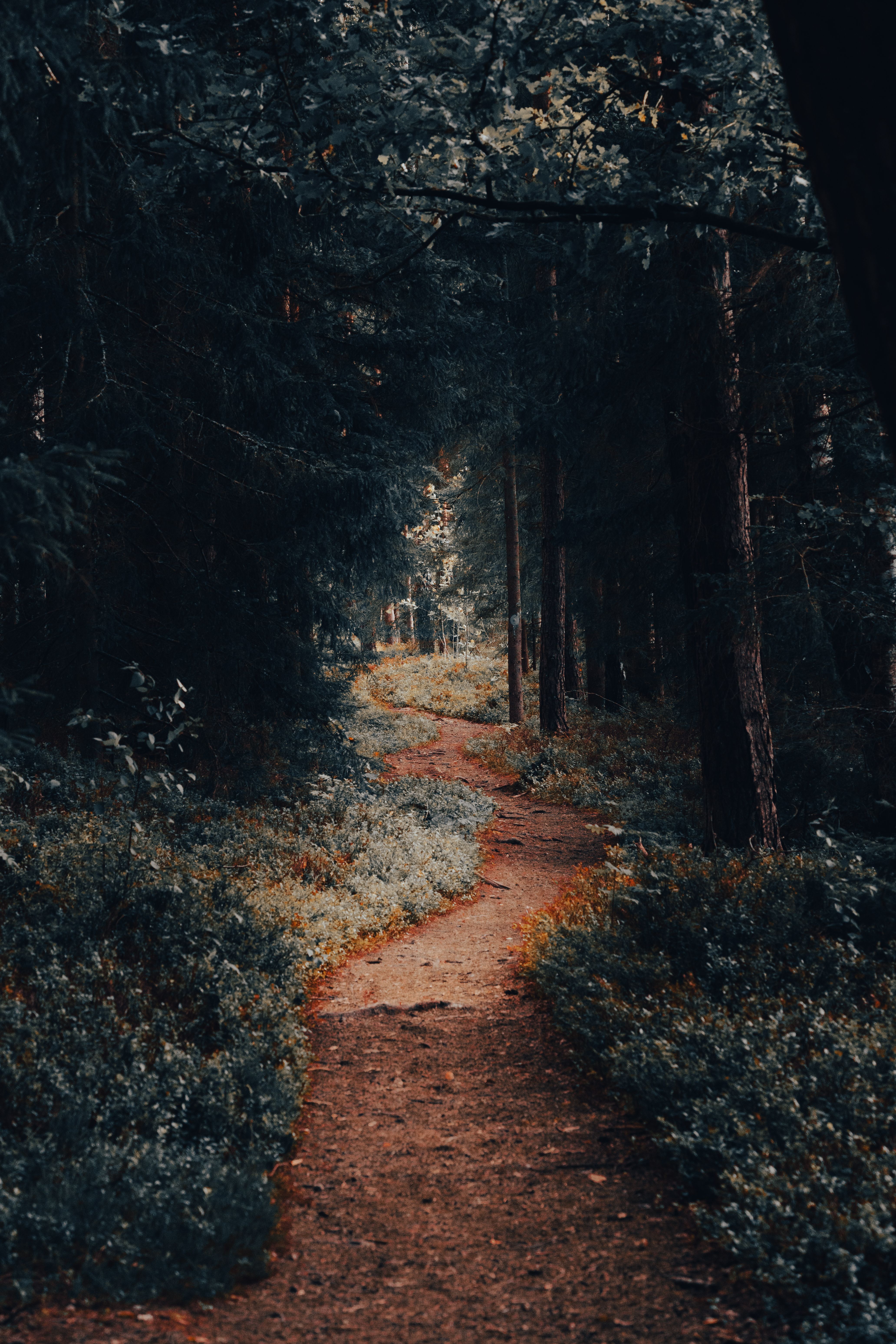 4128x6192 Path Less Taken Photo, Download The BEST Free Path Less Taken & HD Image