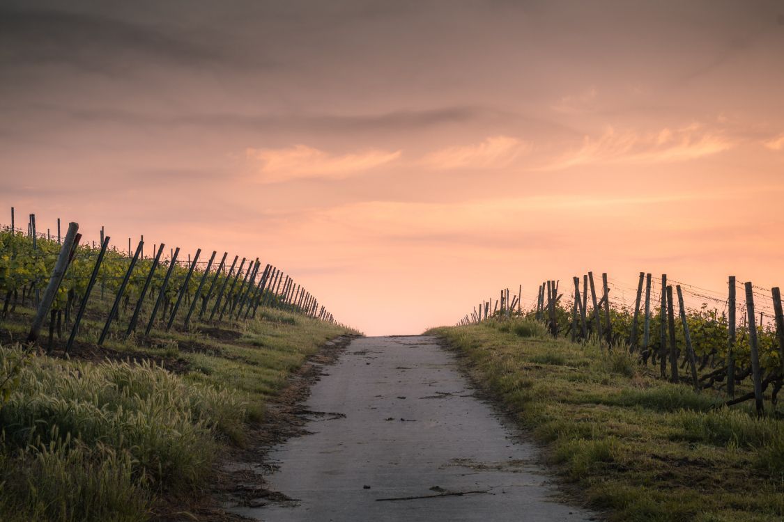 1125x750 Wallpaper Narrow Road, Road, Cloud, Plant, Natural Landscape, Background Free Image