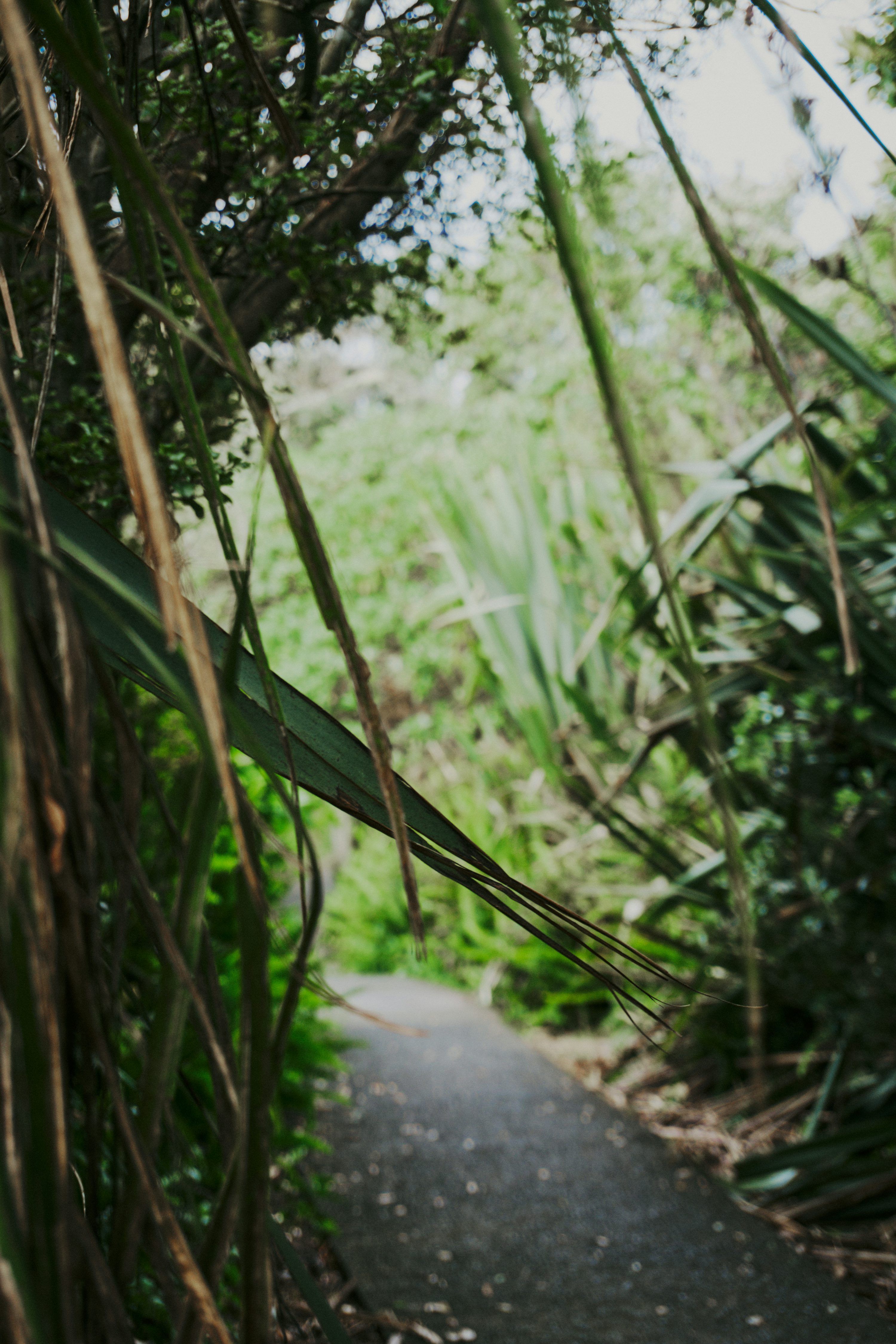 3000x4500 A narrow path winds through lush green foliage. photo
