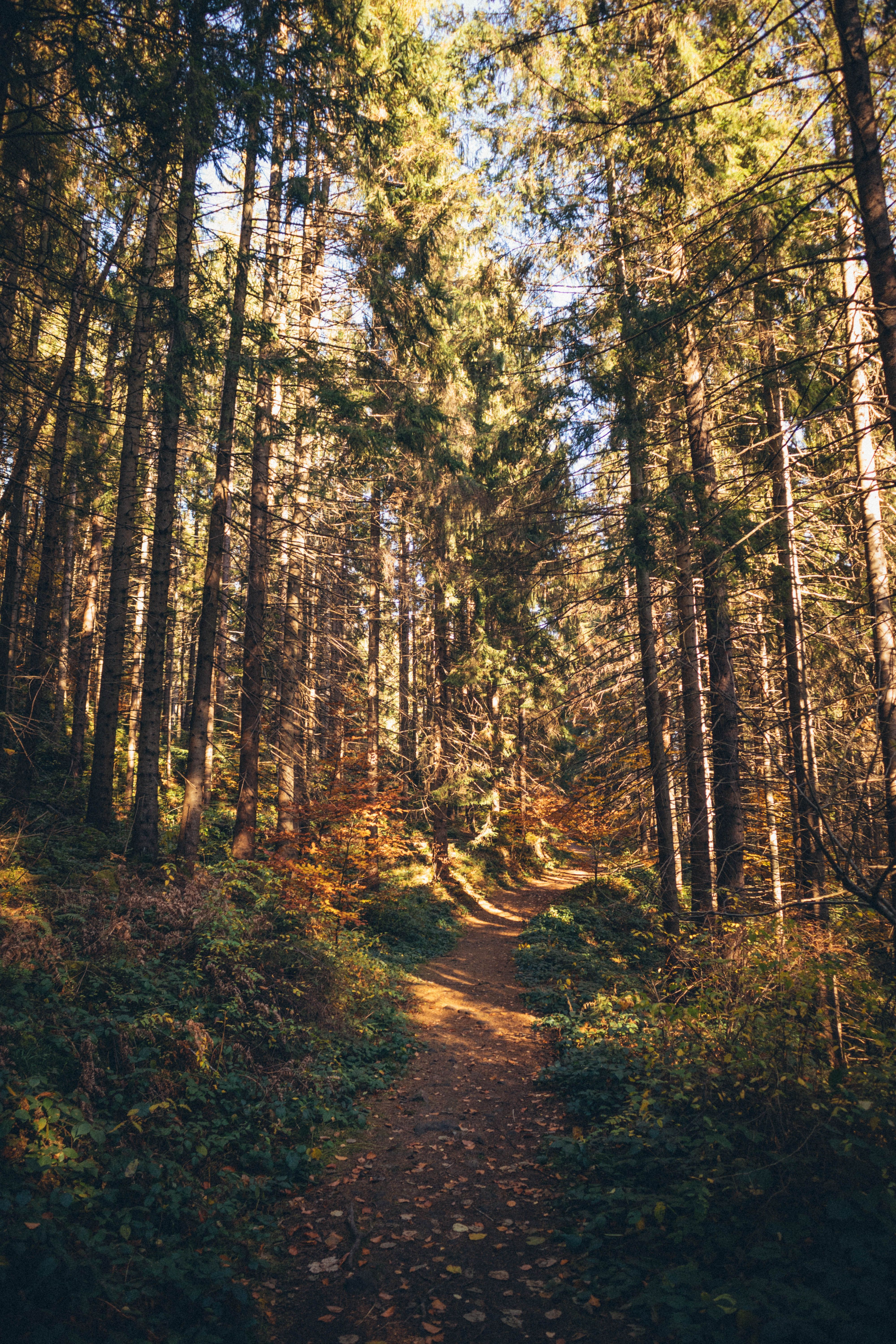 4000x6000 A Path in the Middle of a Forest · Free