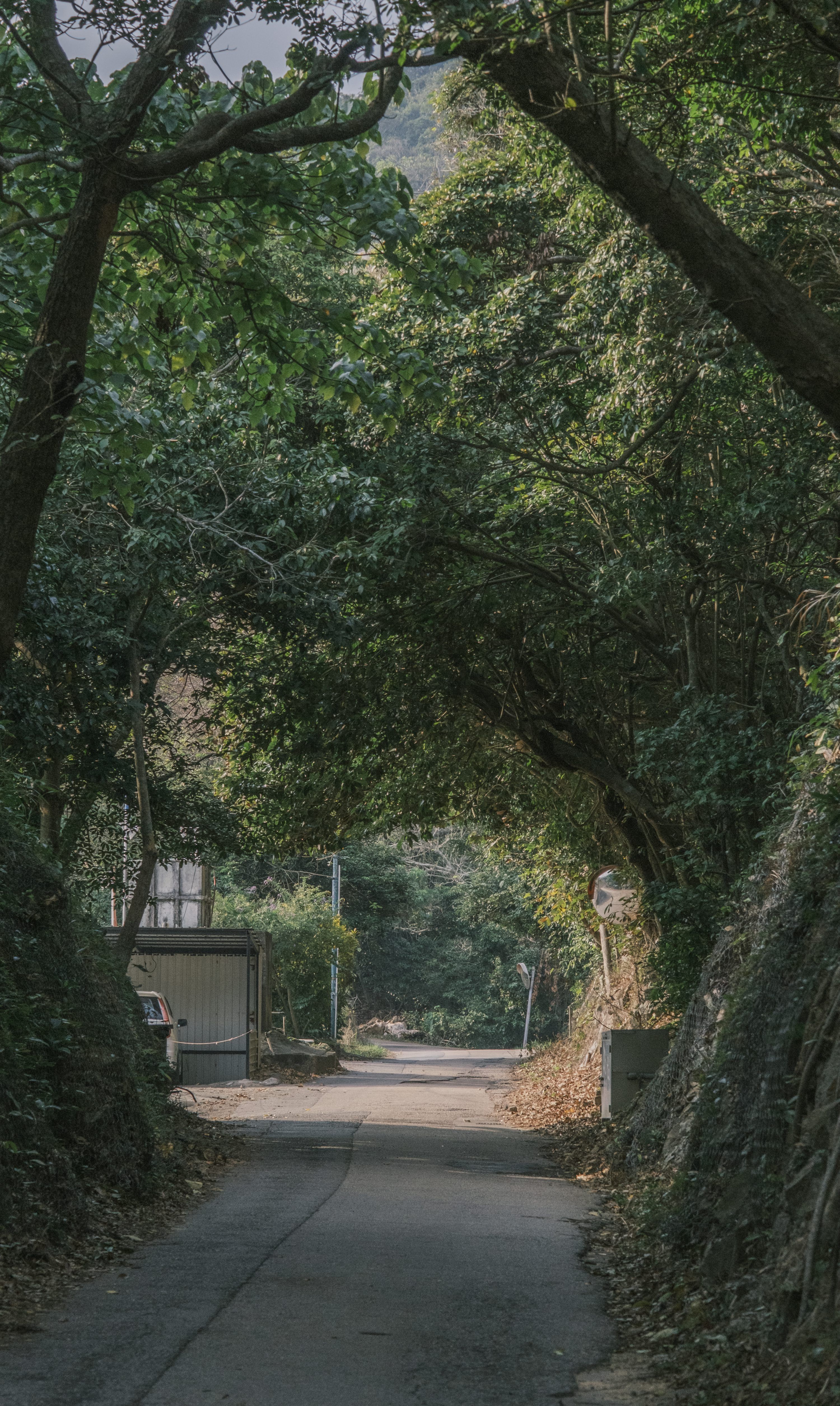 3000x5021 A narrow road with trees on both sides photo