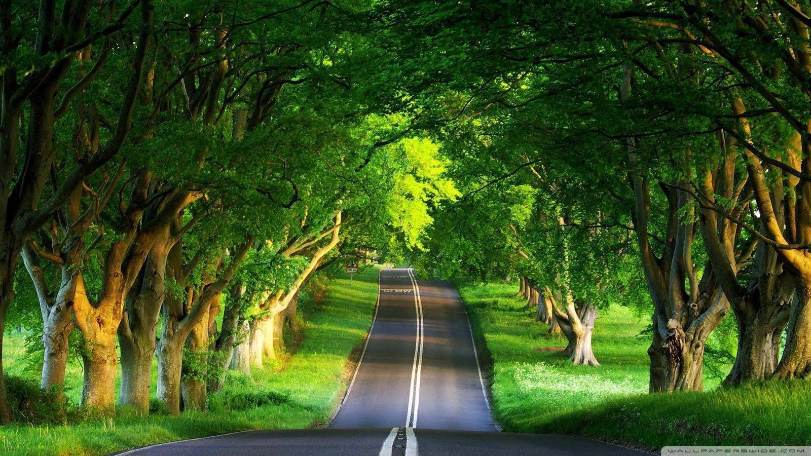 1600x900 Download HD Nature Narrow Road Wallpaper