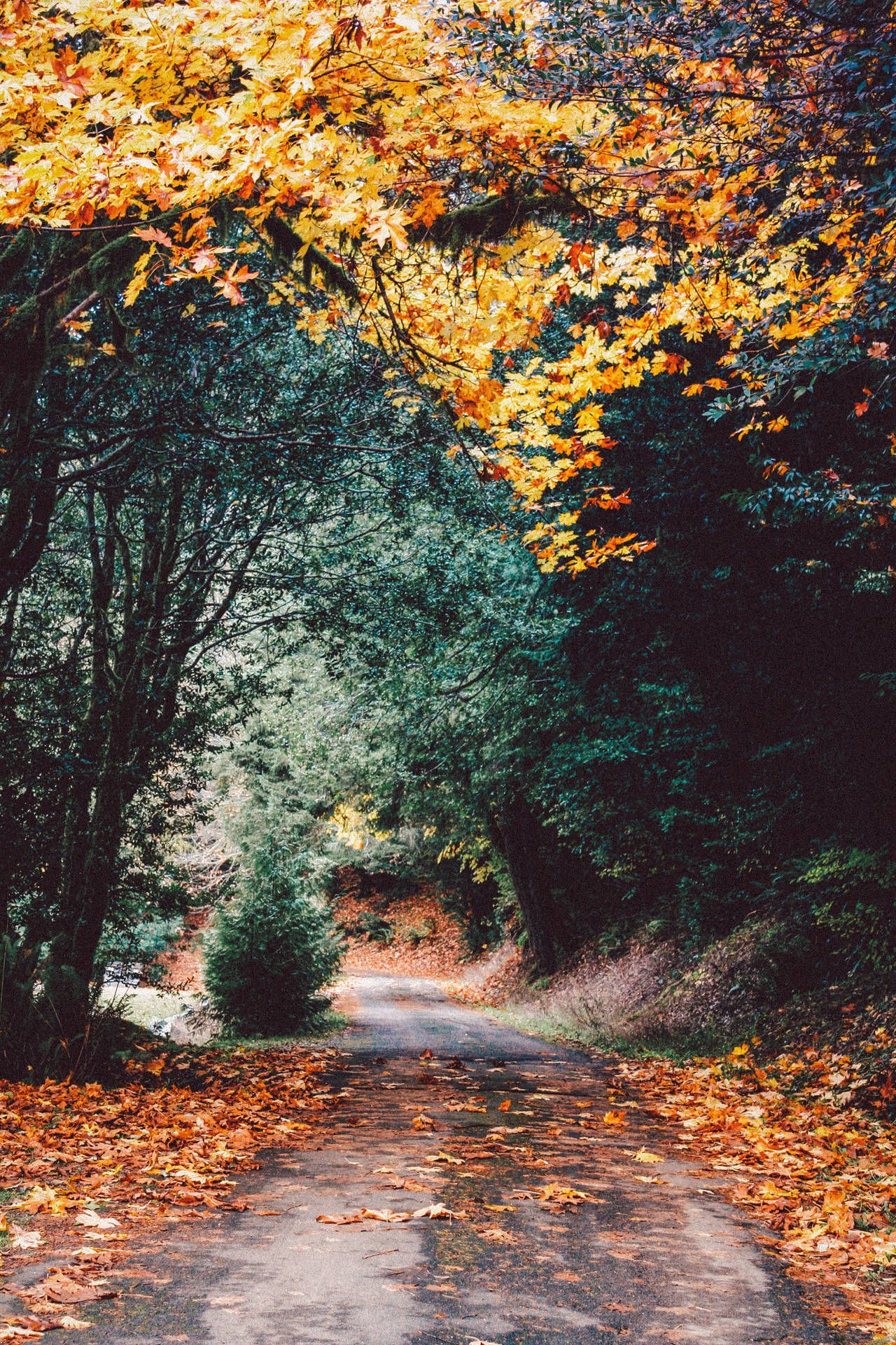 1280x1920 Download Narrow Road In Autumn Forest Wallpaper