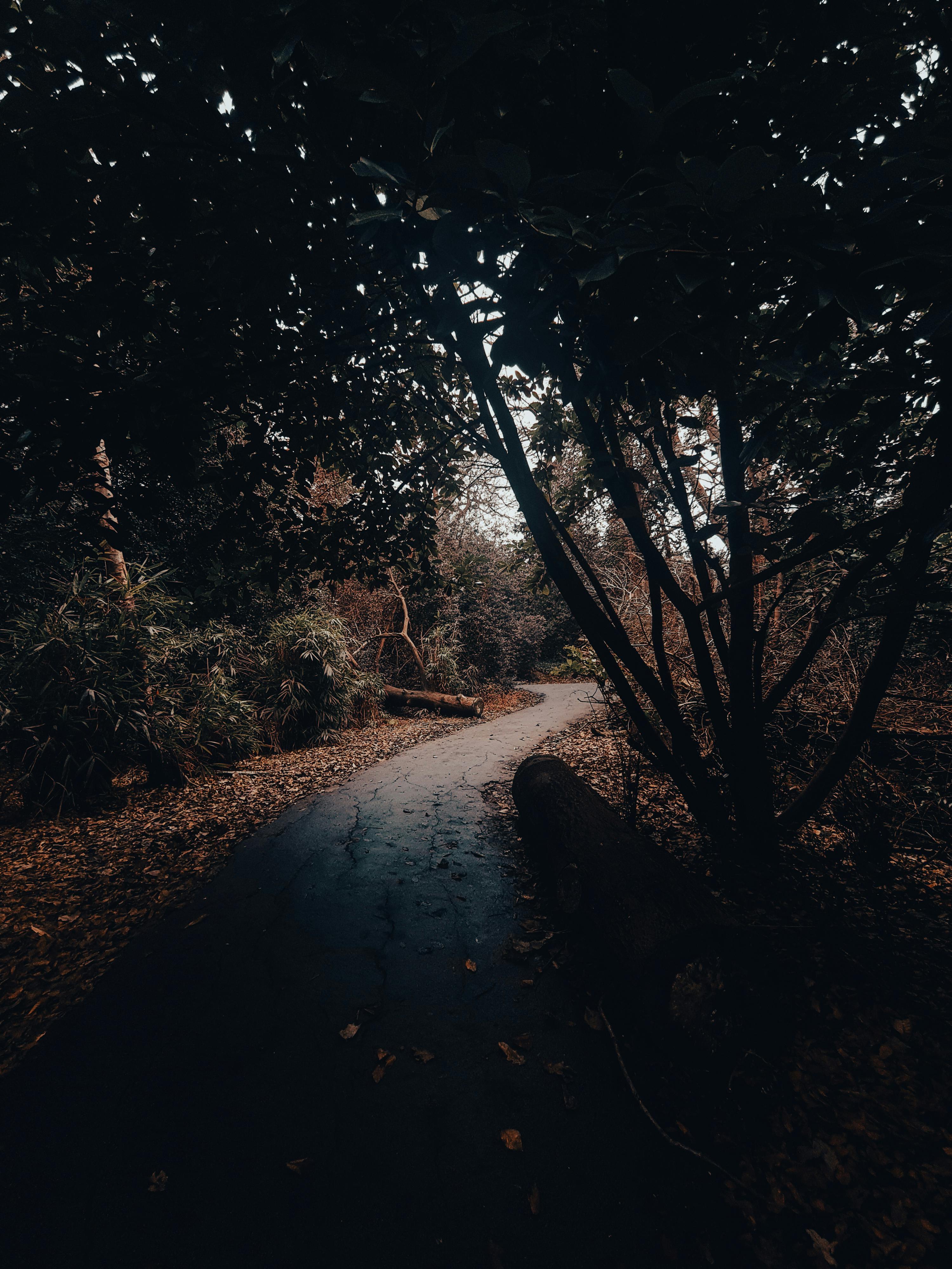 3000x4000 Dark Path Photo, Download The BEST Free Dark Path & HD Image