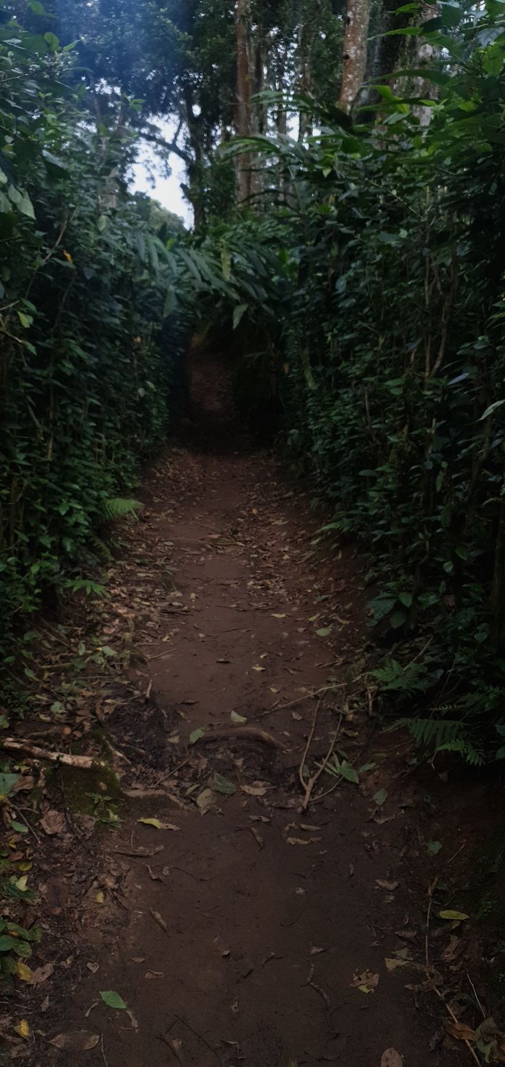 736x1555 Narrow Path in the Jungle. Jungle path wallpaper aesthetic, Rainy forest hiking path, Jungle road