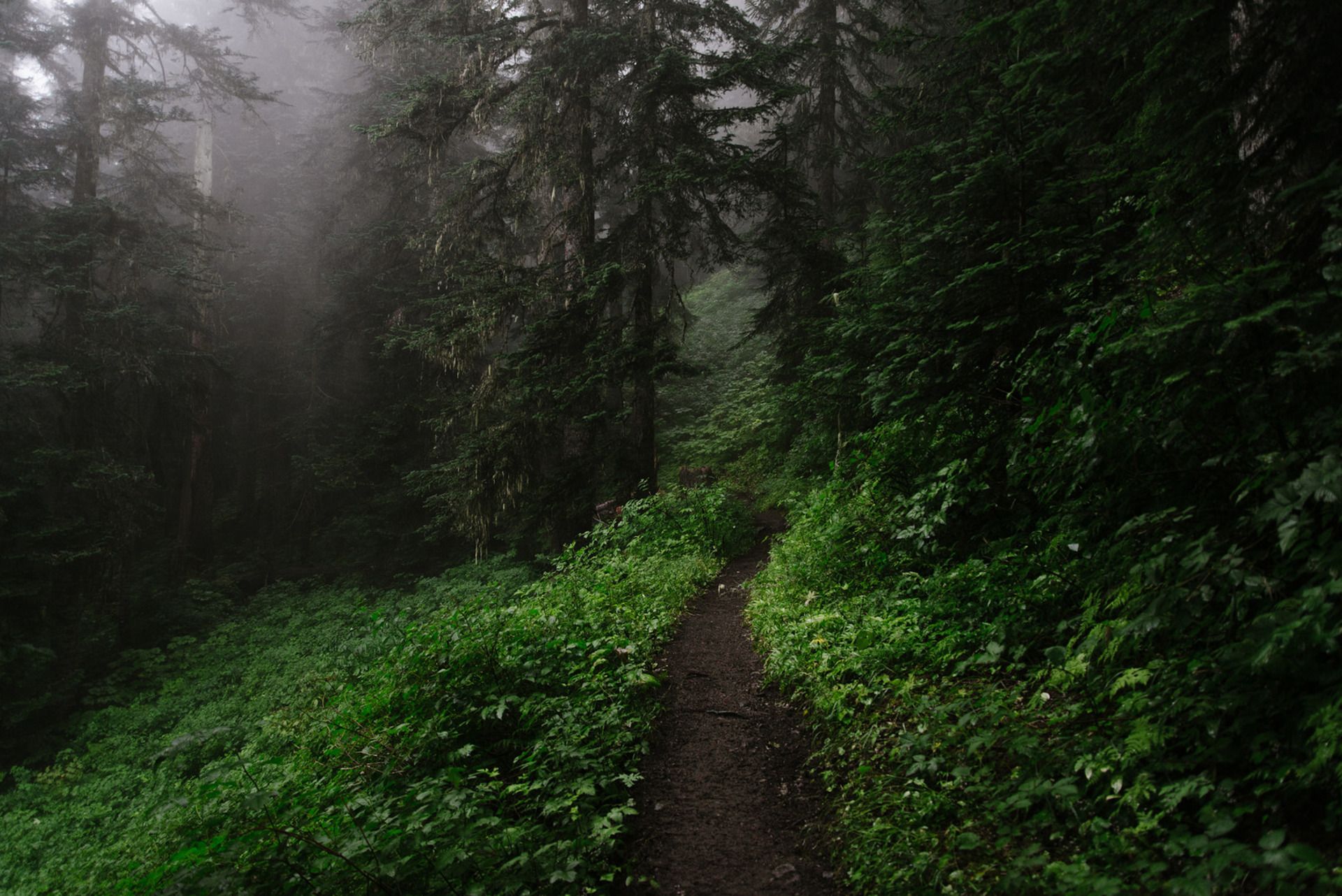 1920x1282 Mystic Forest Path: Dark Green Nature in HDx1282