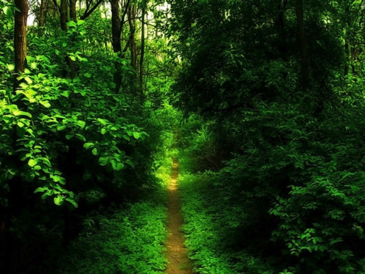 1200x900 The Strait And Narrow Way, Matthew 7: 14 Many Really Understand These Verses, Do You?