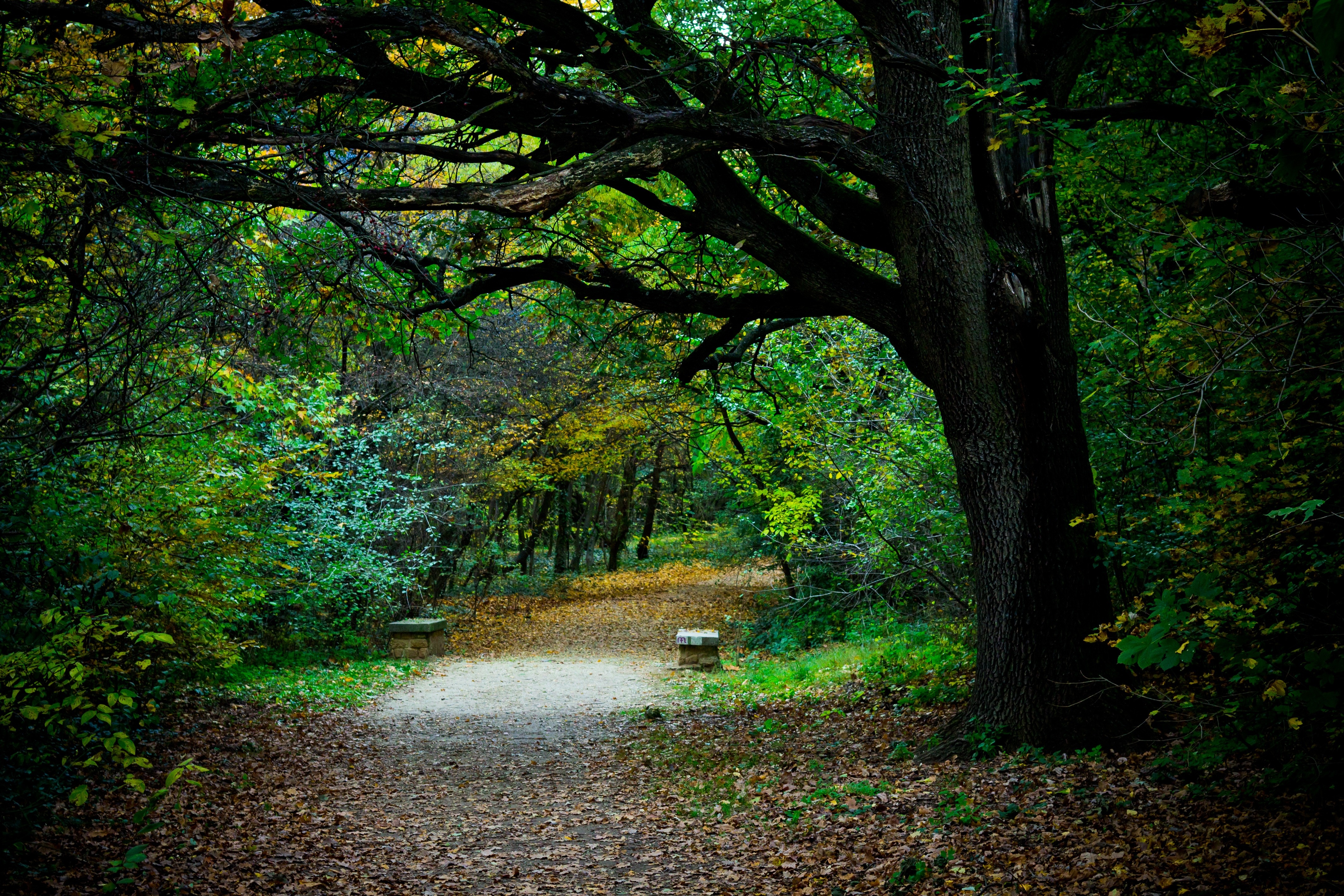 4272x2848 Online crop. narrow path in between trees in the forest