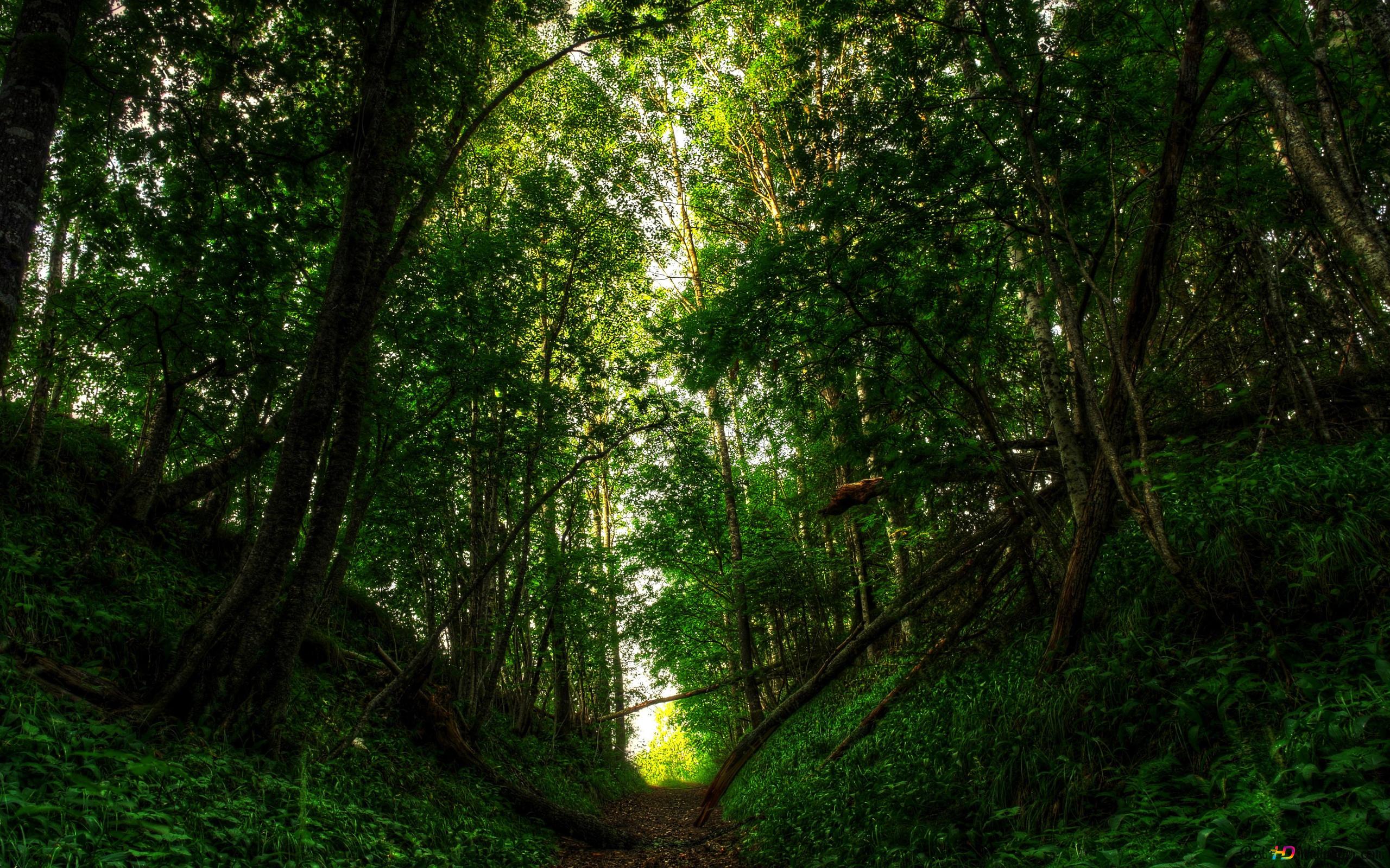 2560x1600 Narrow path in the forest 4K wallpaper download