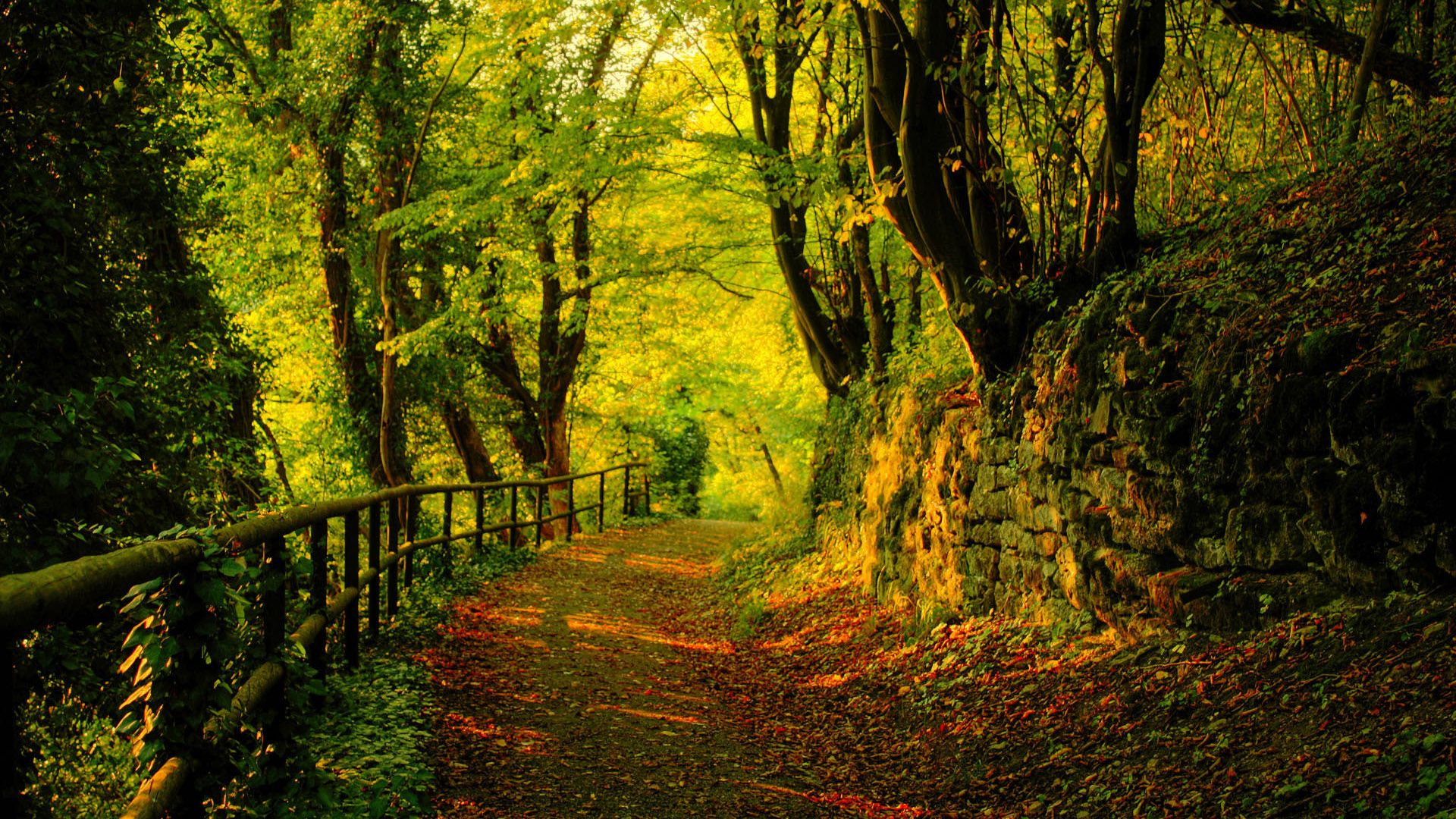 1920x1080 Path Between Fence And Stone Rock In Forest Surrounded By Green Autumn Trees HD Nature Wallpaper