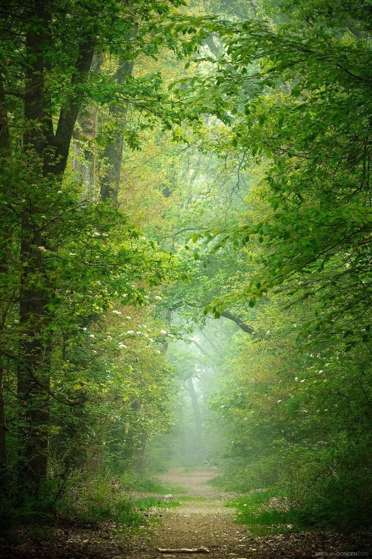 736x1104 Tranquil Forest Path. Narrow path in green forest, Green sunshine forest with pathway, Peaceful forest