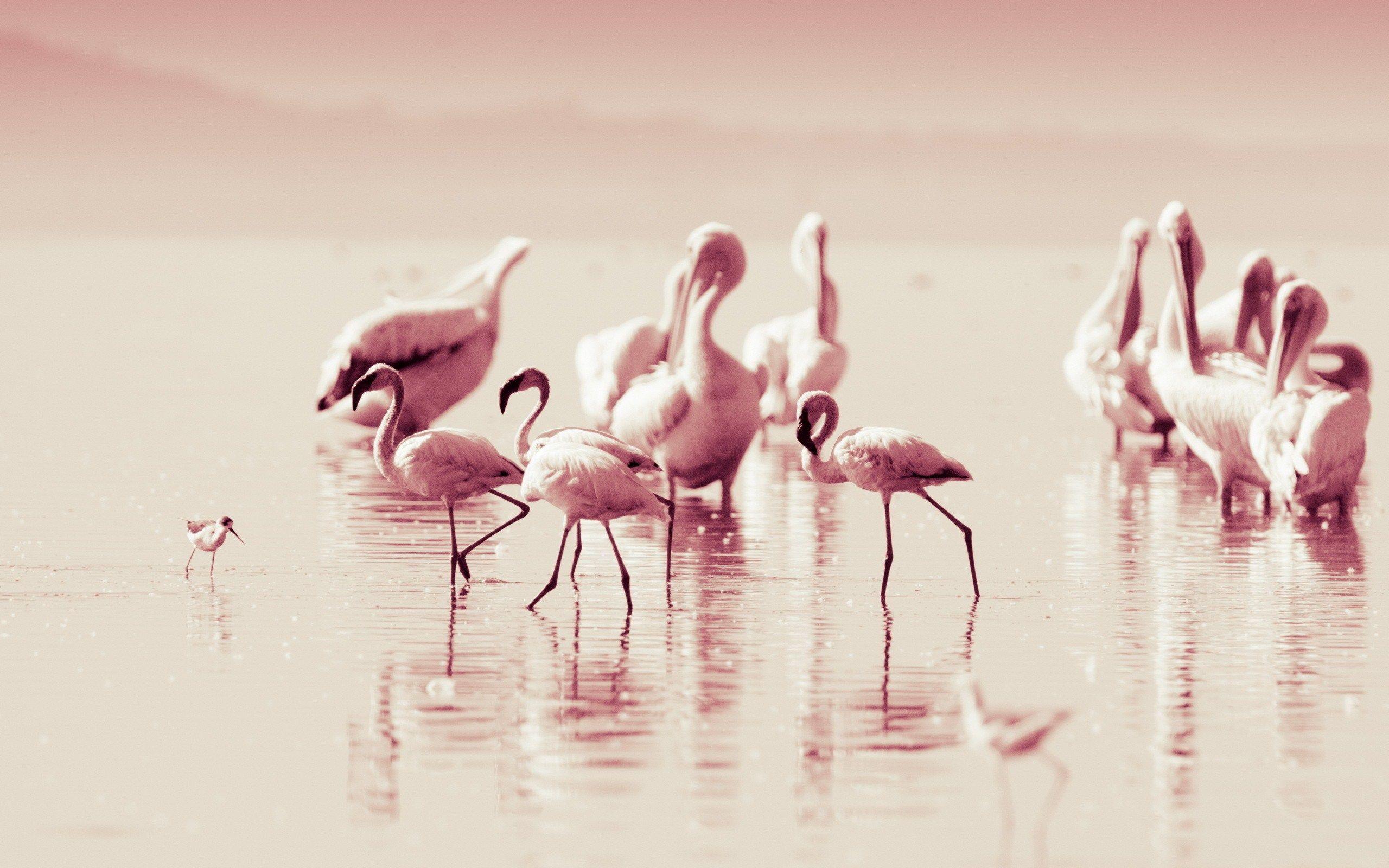 2560x1600 Flamingo Wallpaper
