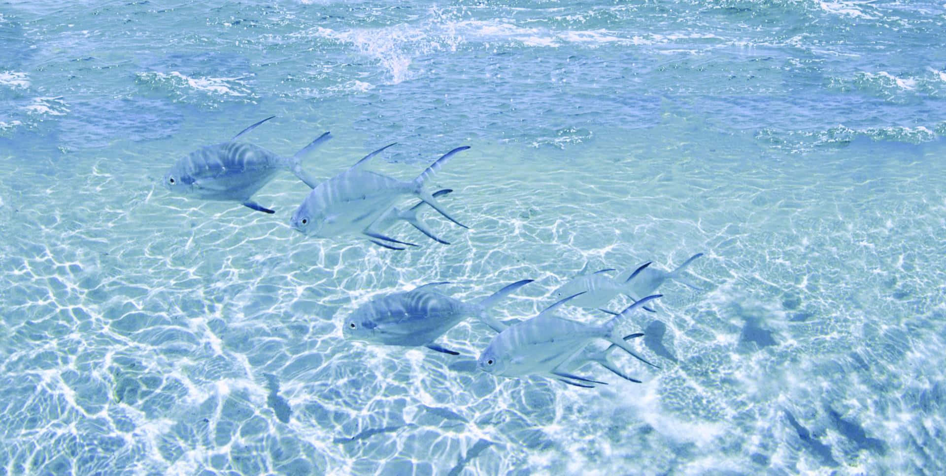 1920x968 Download The Calm and Beauty of the Deep Blue Ocean