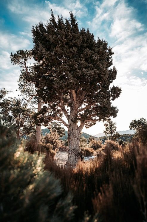 493x740 Lonely tree corecore trend Image