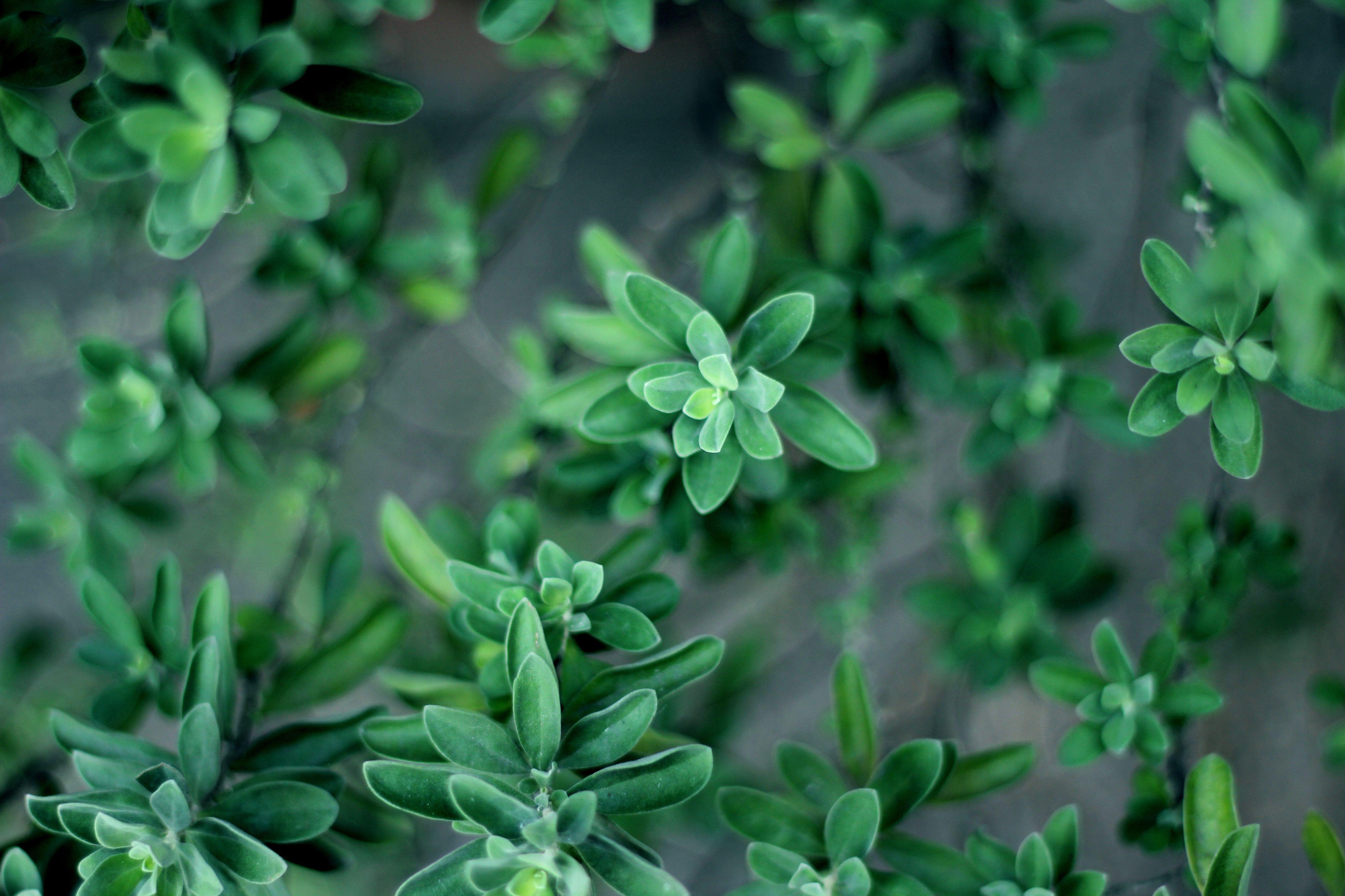 5184x3456 5184x3456 #wallpaper, #plant, #herb, #Creative Commons