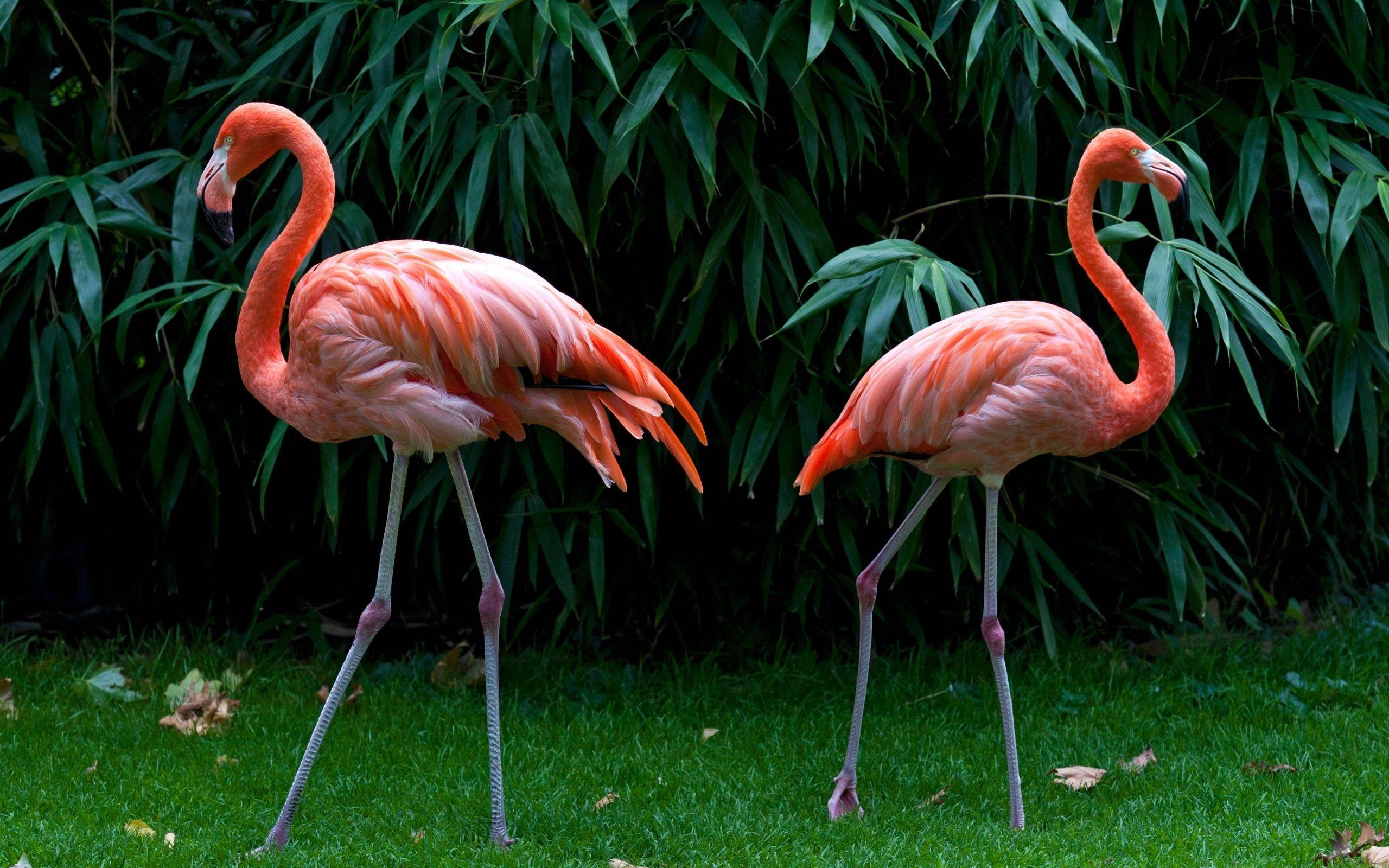 2560x1600 Flamingo Desktop Wallpaper HD Widescreen Free Download For Windows
