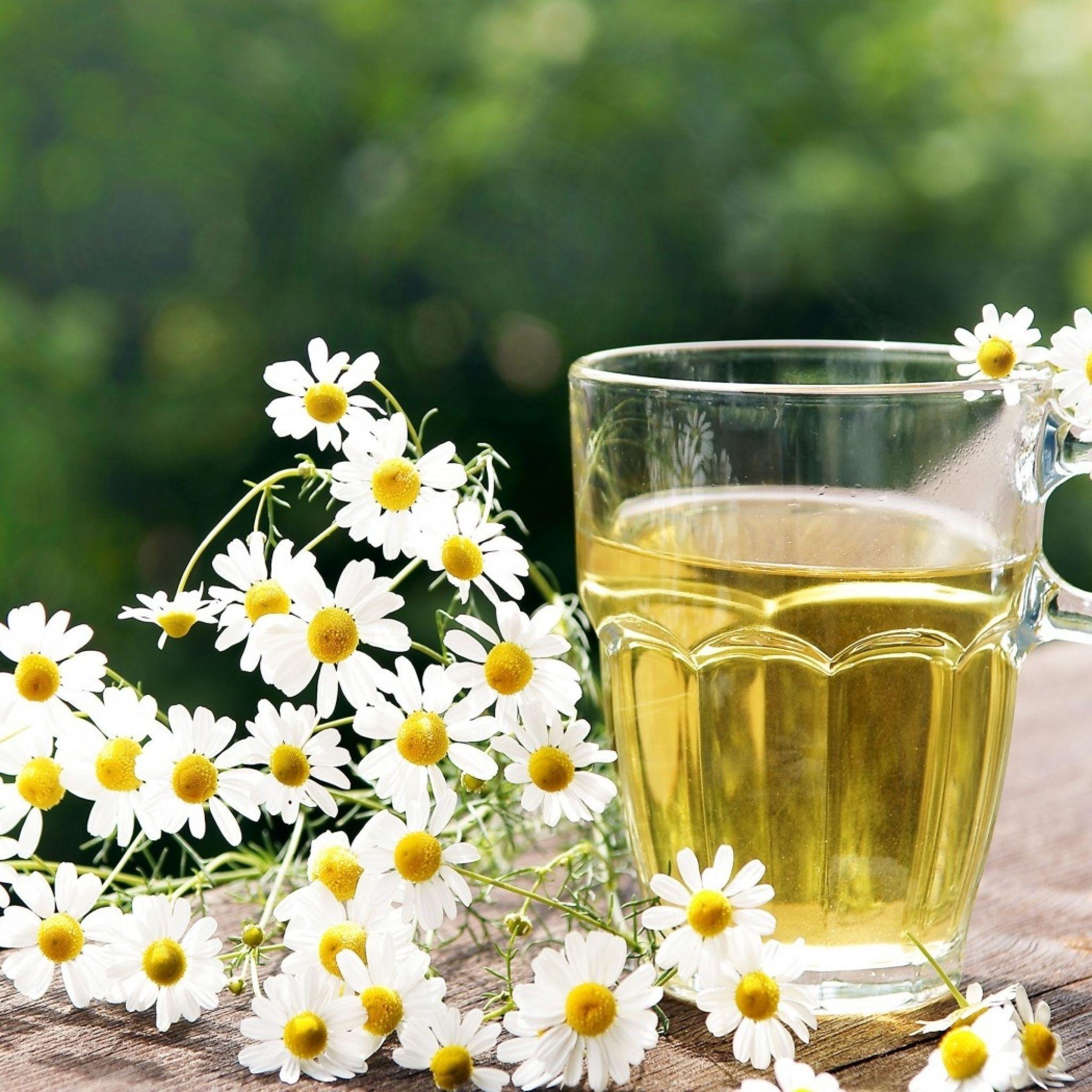 2048x2048 Tea Herbal Chamomile Cup Glass Nature iPad Air Wallpaper Free Download