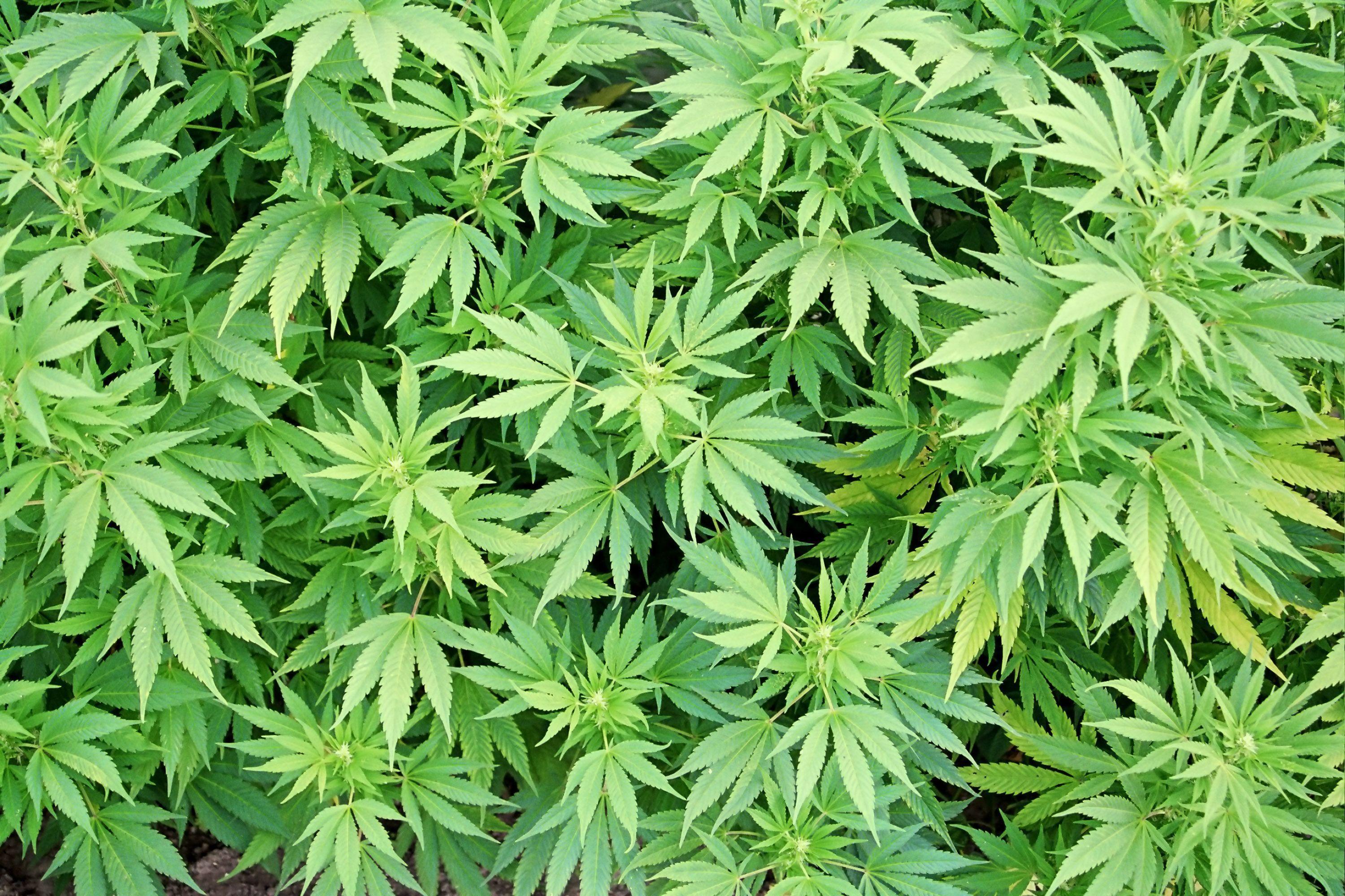 3000x2000 Pot Plant Wallpaper