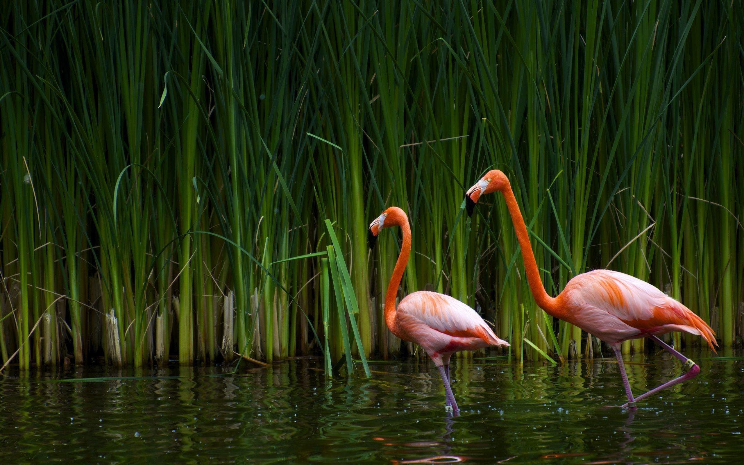 2560x1600 Water, Bird, Flamingo, Desktop, Background, Wallpaper, Photo