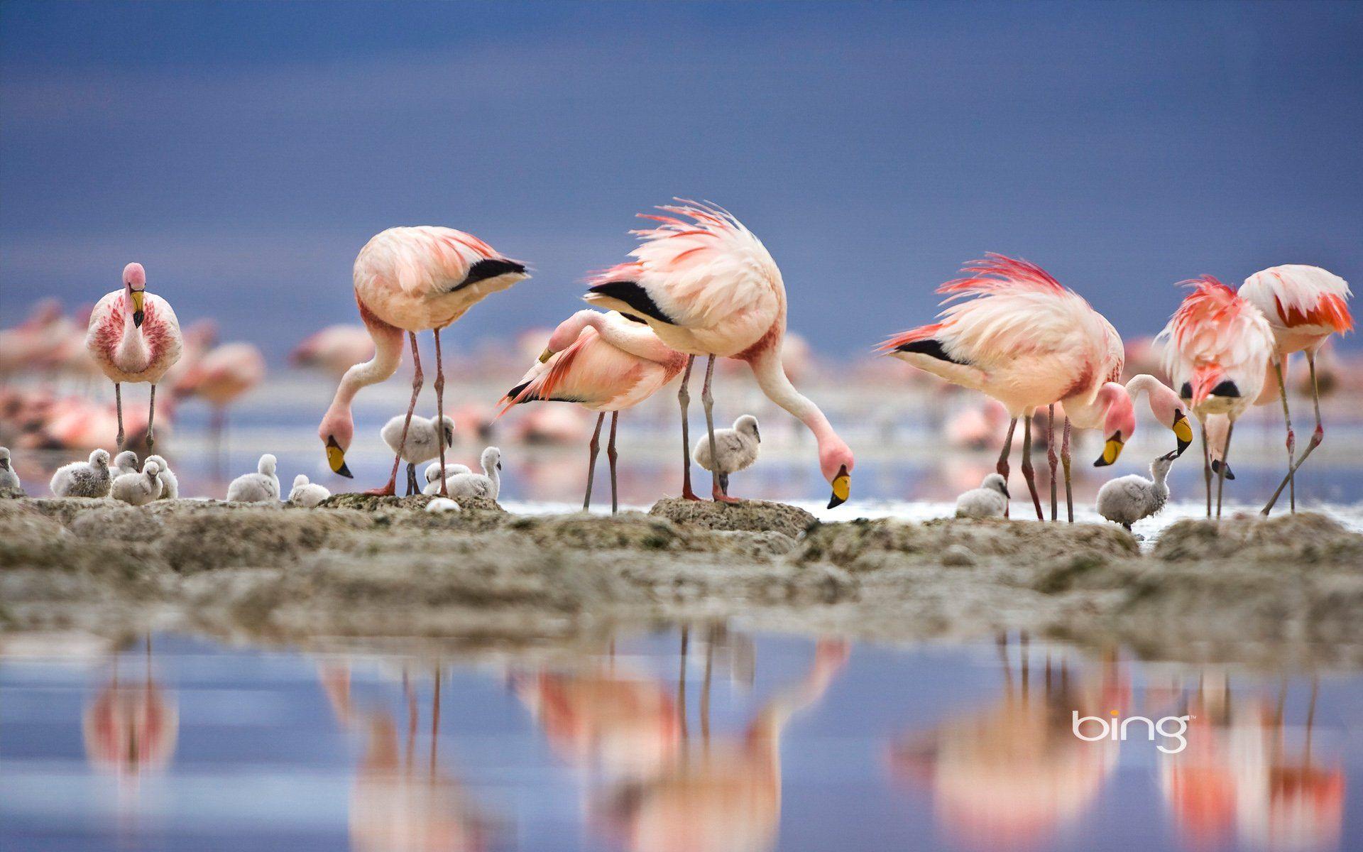 1920x1200 Flamingo HD Wallpaper and Background Image