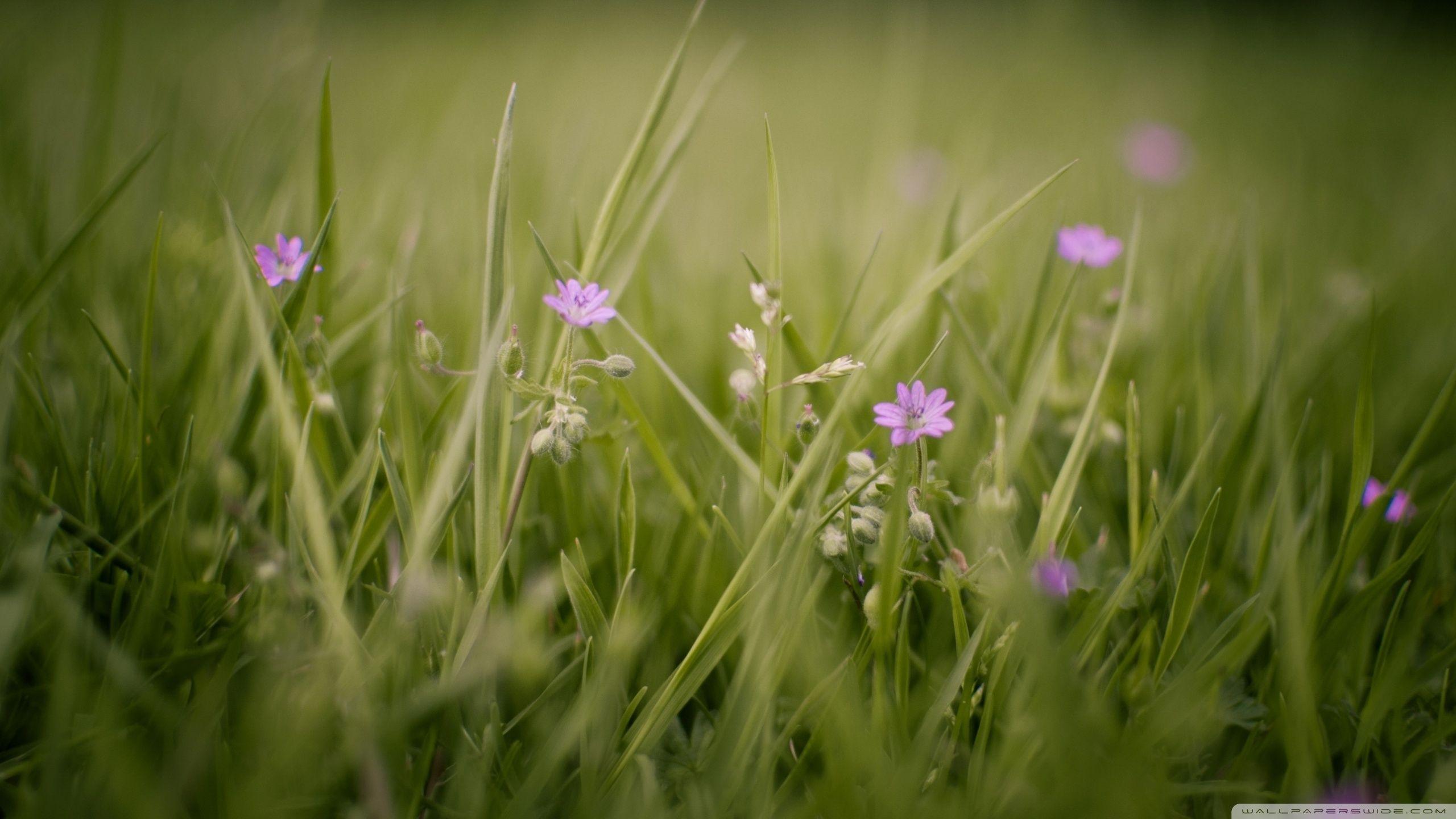 2560x1440 Herbs Ultra HD Desktop Background Wallpaper for 4K UHD TV : Multi