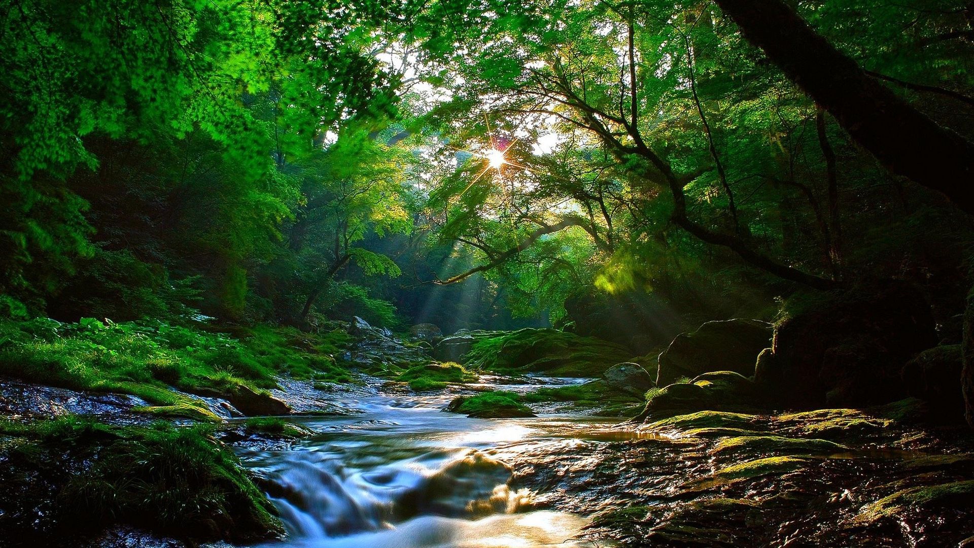 1920x1080 River Water Stream With Algae Covered Rocks Between Trees In Forest HD Forest Wallpaper