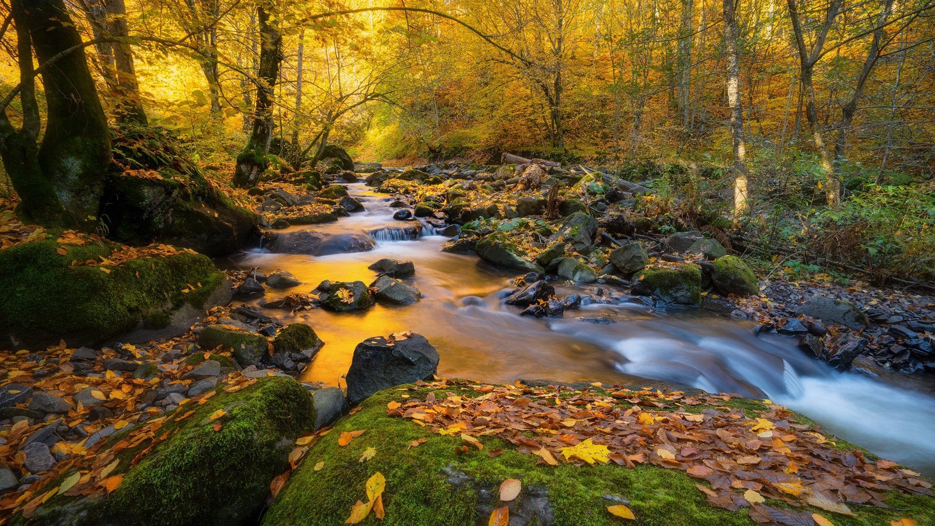 1920x1080 Forest With Water Stream And Rocks Between Trees HD Nature Wallpaper