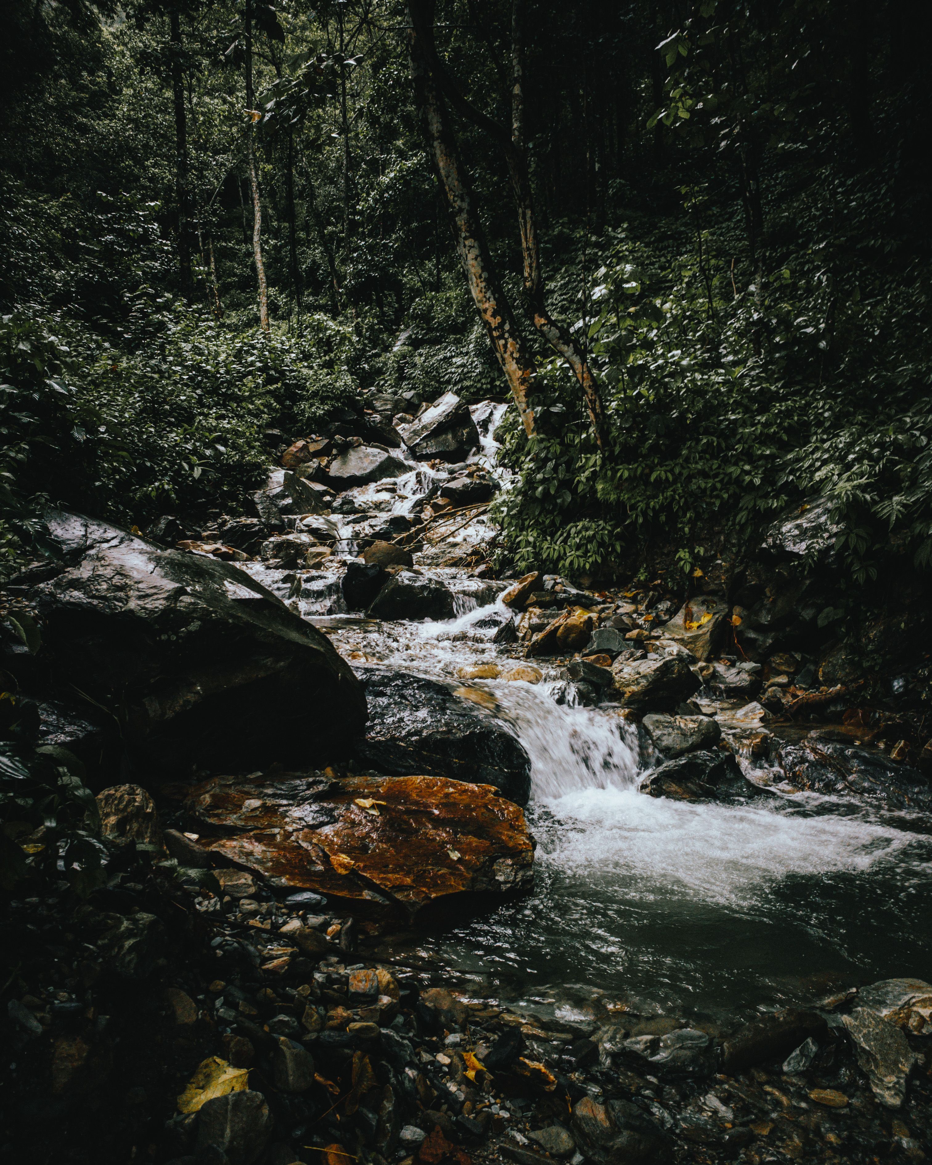 3024x3780 Water Stream in the Middle of Forest · Free