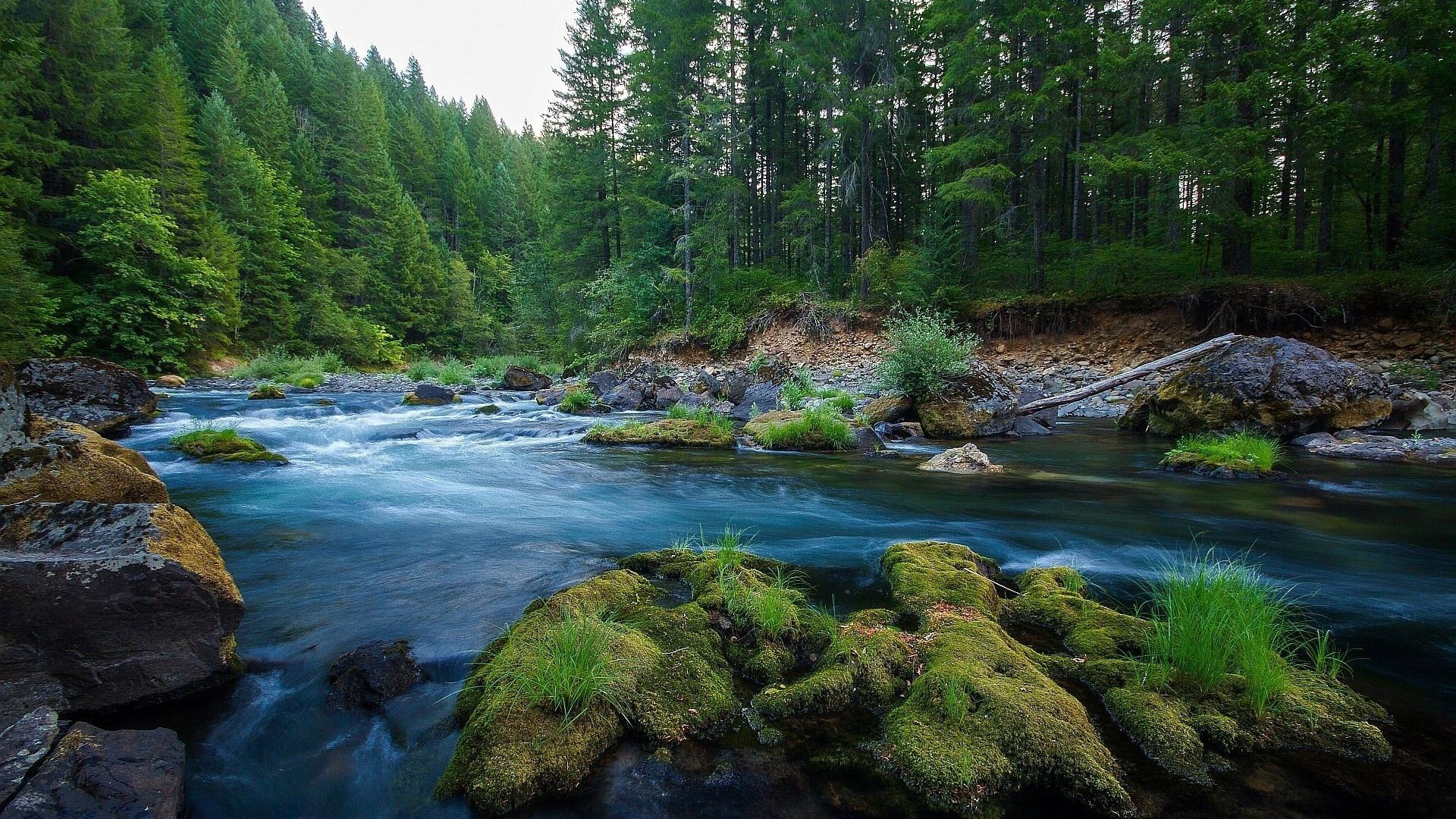 1920x1080 Green Wood Pretty Water Stream Travel HD Wallpaper