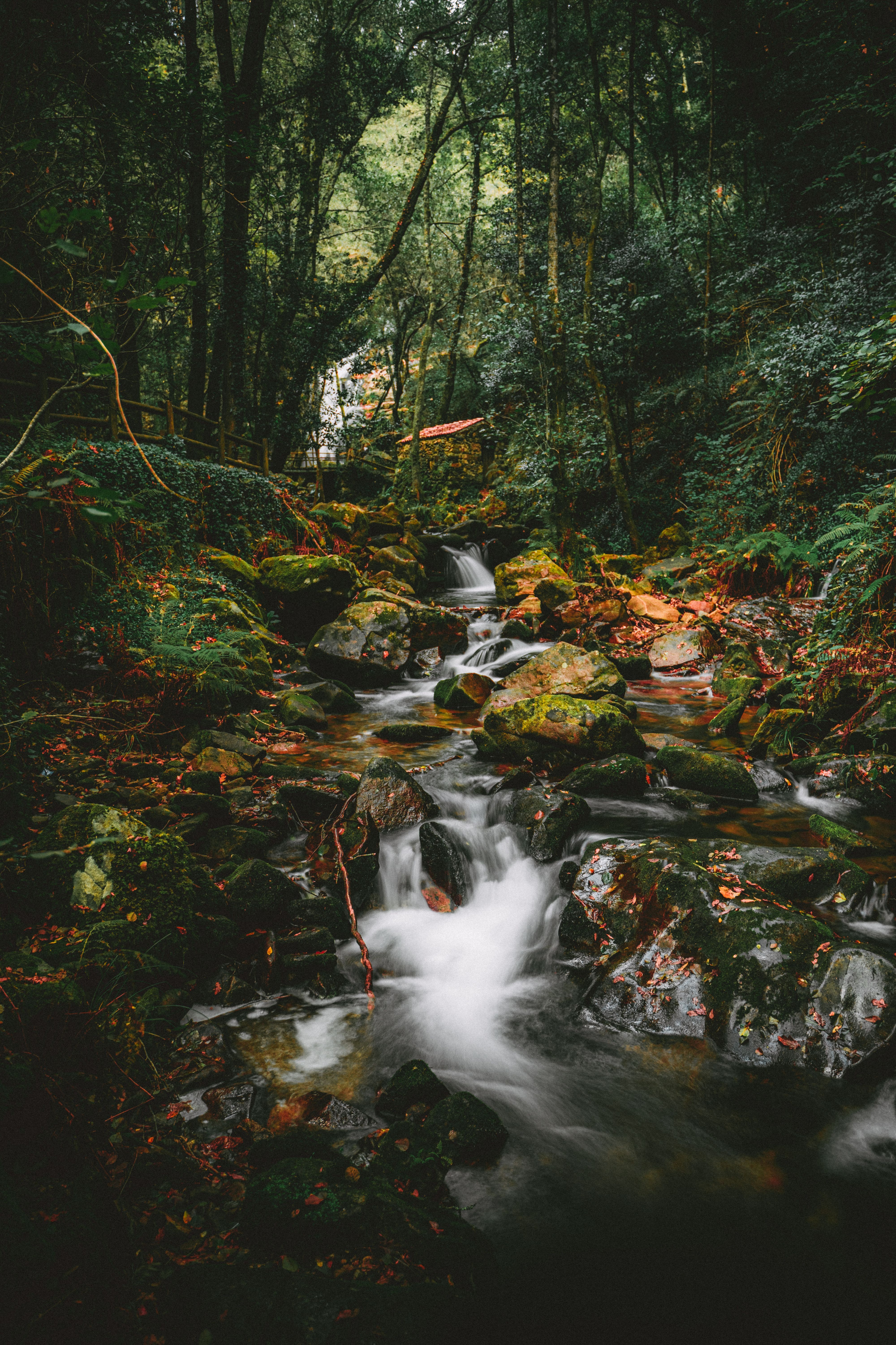 4000x6000 Stream in Forest · Free