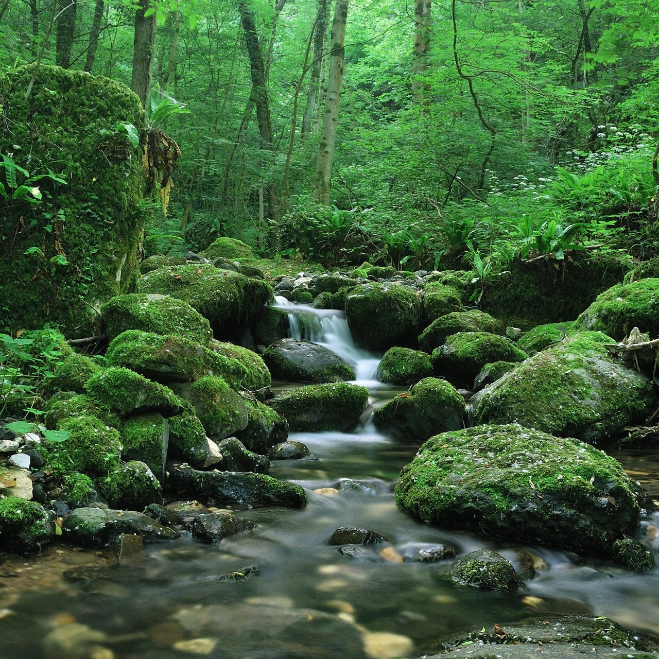 1280x1280 Water Stream 4K UHD Wallpaper for UltraHD Desktop and TV : Dual Monitor : Smartphone and Tablet Devices
