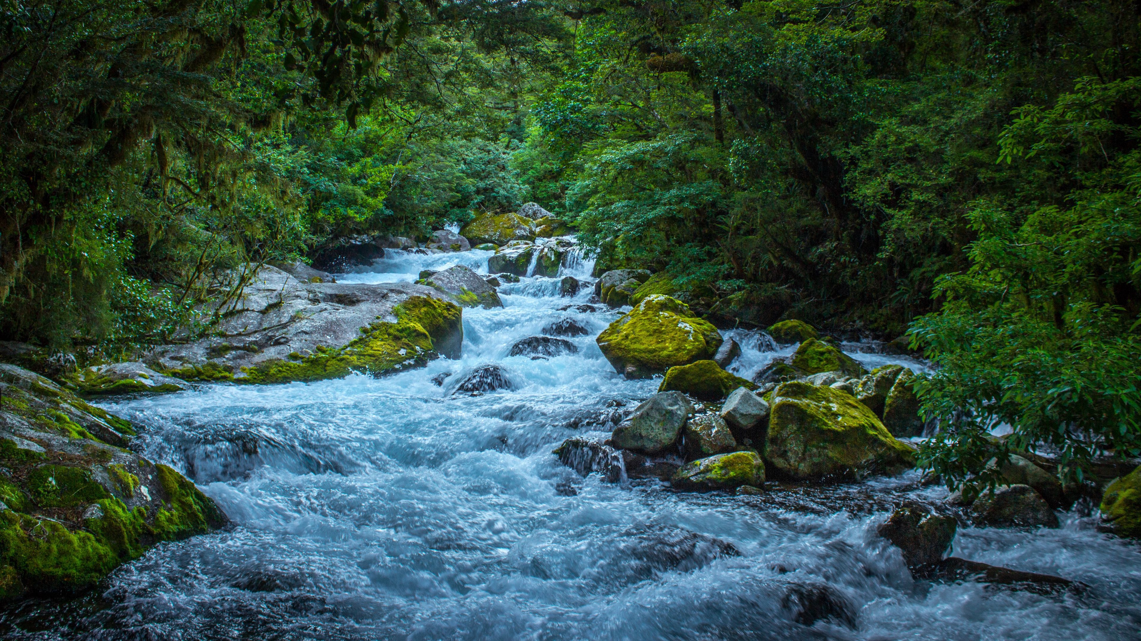 3840x2160 River Water Stream On Algae Covered Stones Between Trees Bushes Forest 4K HD Nature Wallpaper