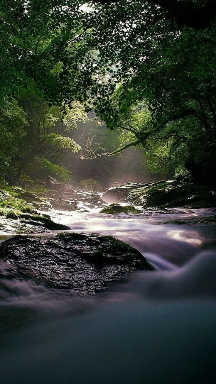 736x1309 Flowing Forest River HD Wallpaper 1 /flowing Forest River Hd Wallpaper 1