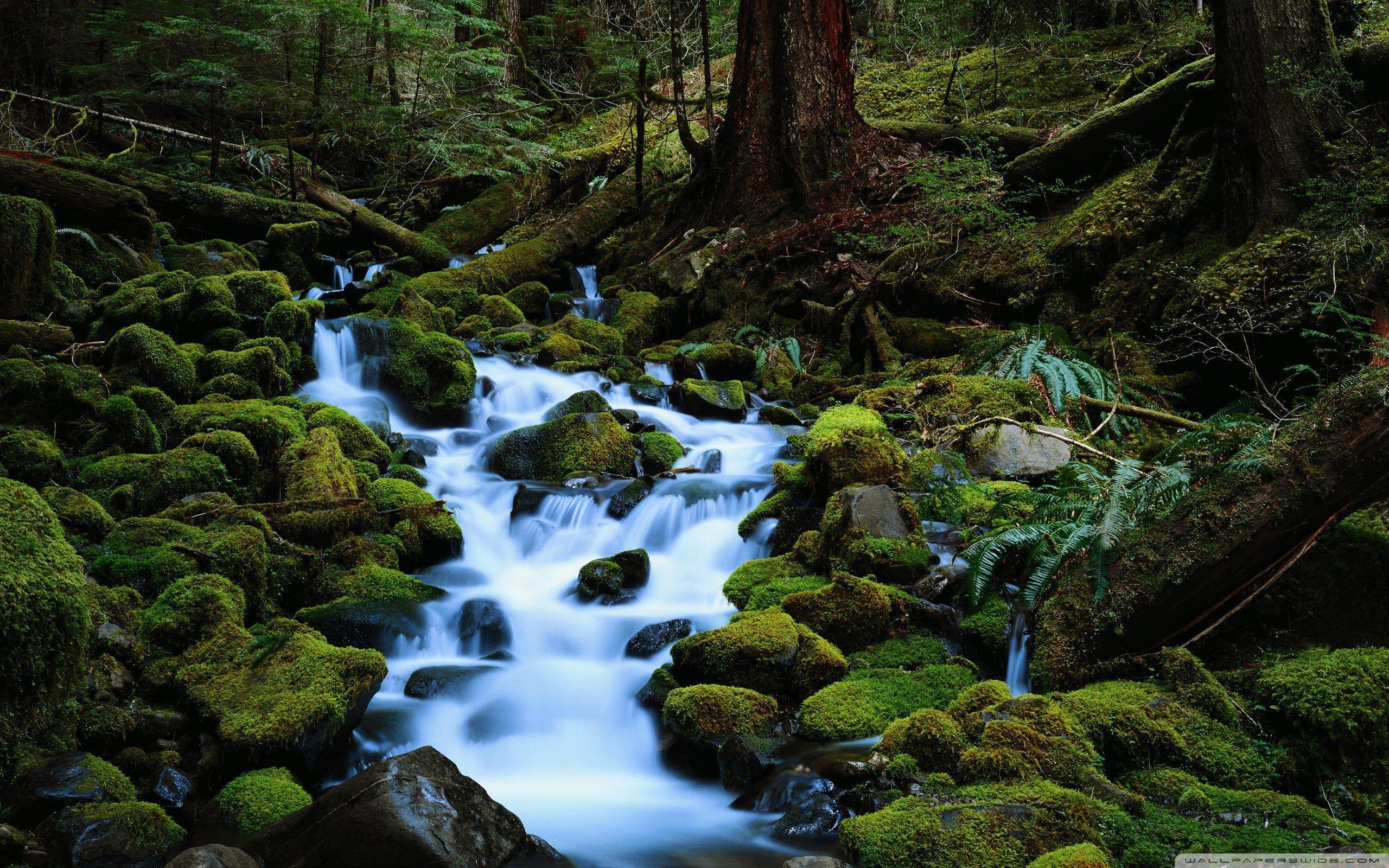 2560x1600 Stream Waterfall HD Desktop Wallpaper 118729