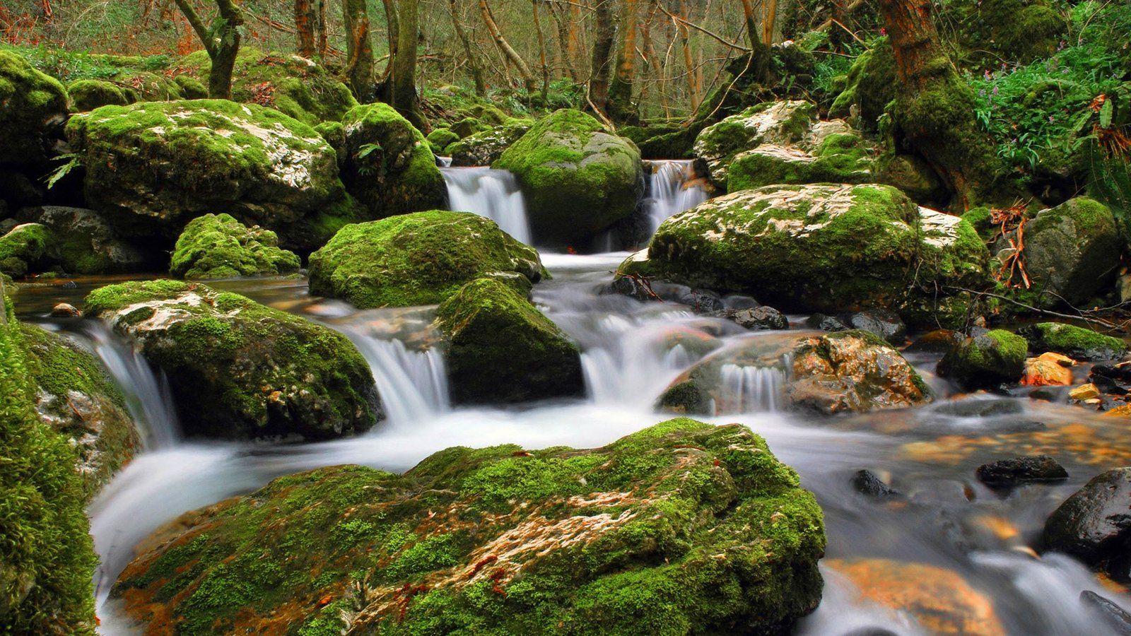 1600x900 Nature Stream Of Clear Water Flowing Between Rocks, Moss Trees, Forest Green HD Wallpaper :