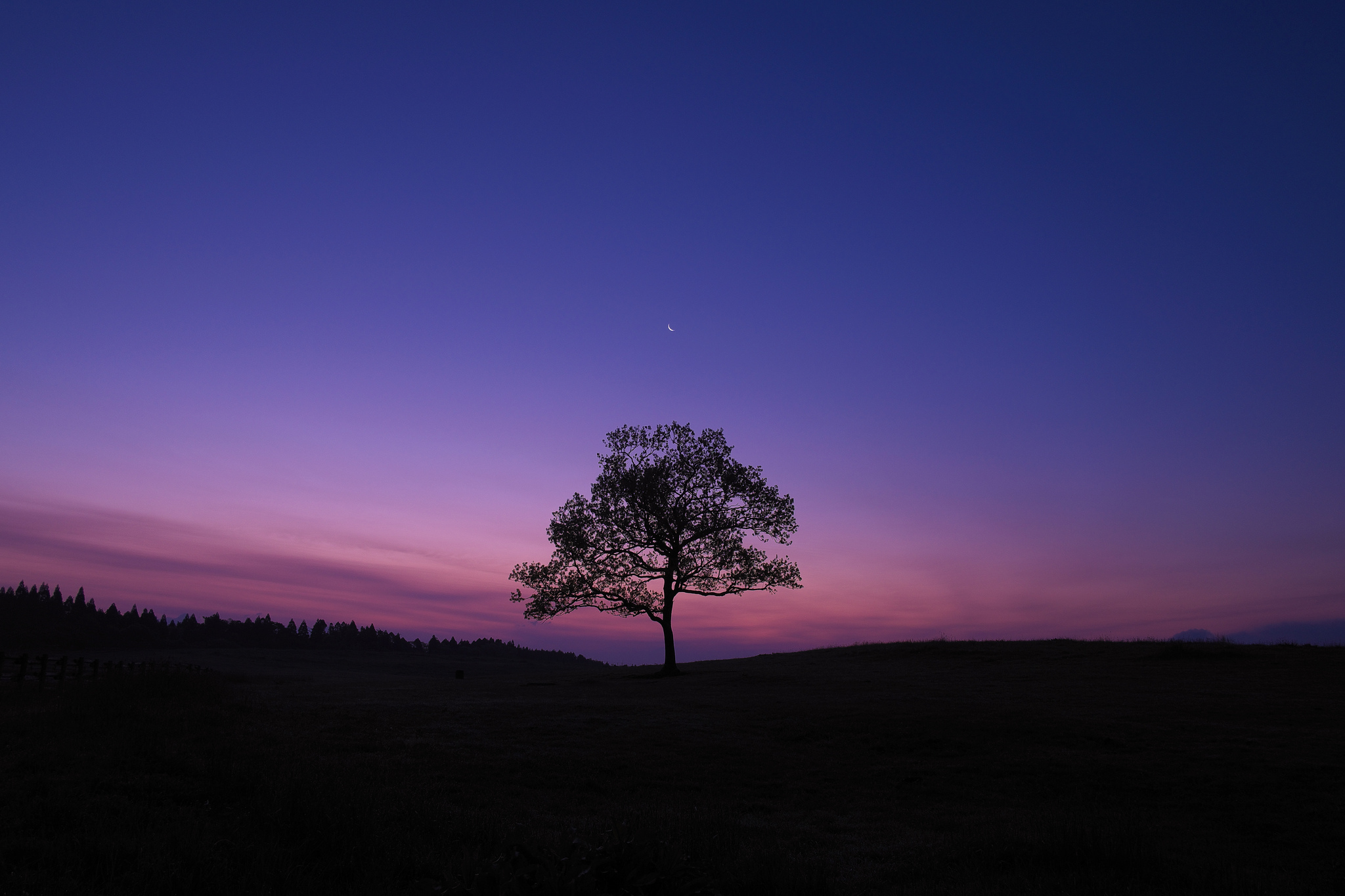2048x1365 Dark Sky Tree Purple Sky Nature Wallpaper, HD Nature 4K Wallpaper, Image and Background