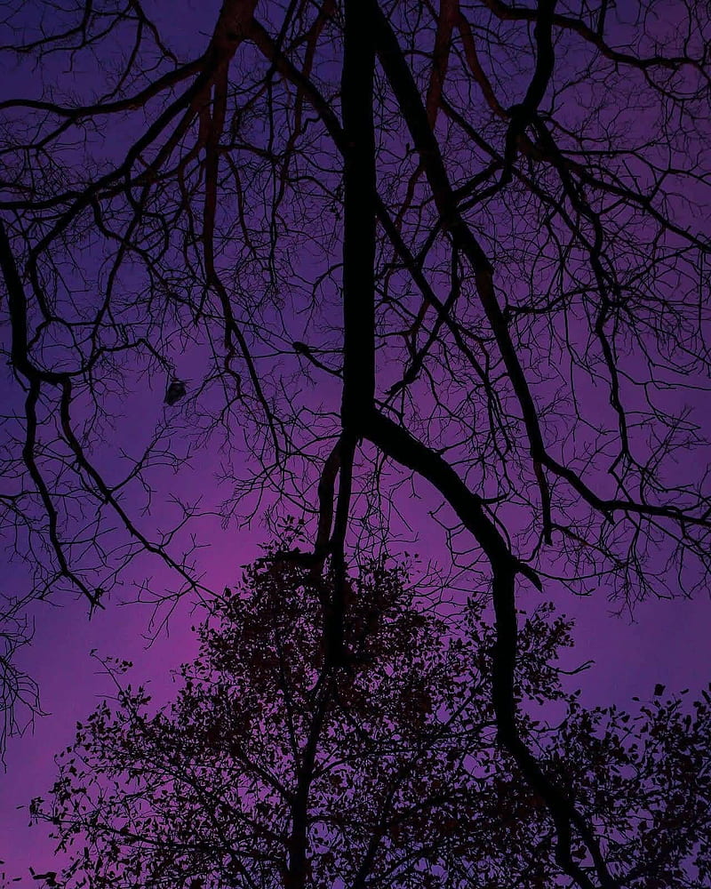 800x1000 Tree, black, branch, cool, dark, darkness, purple, sky, souls, HD phone wallpaper