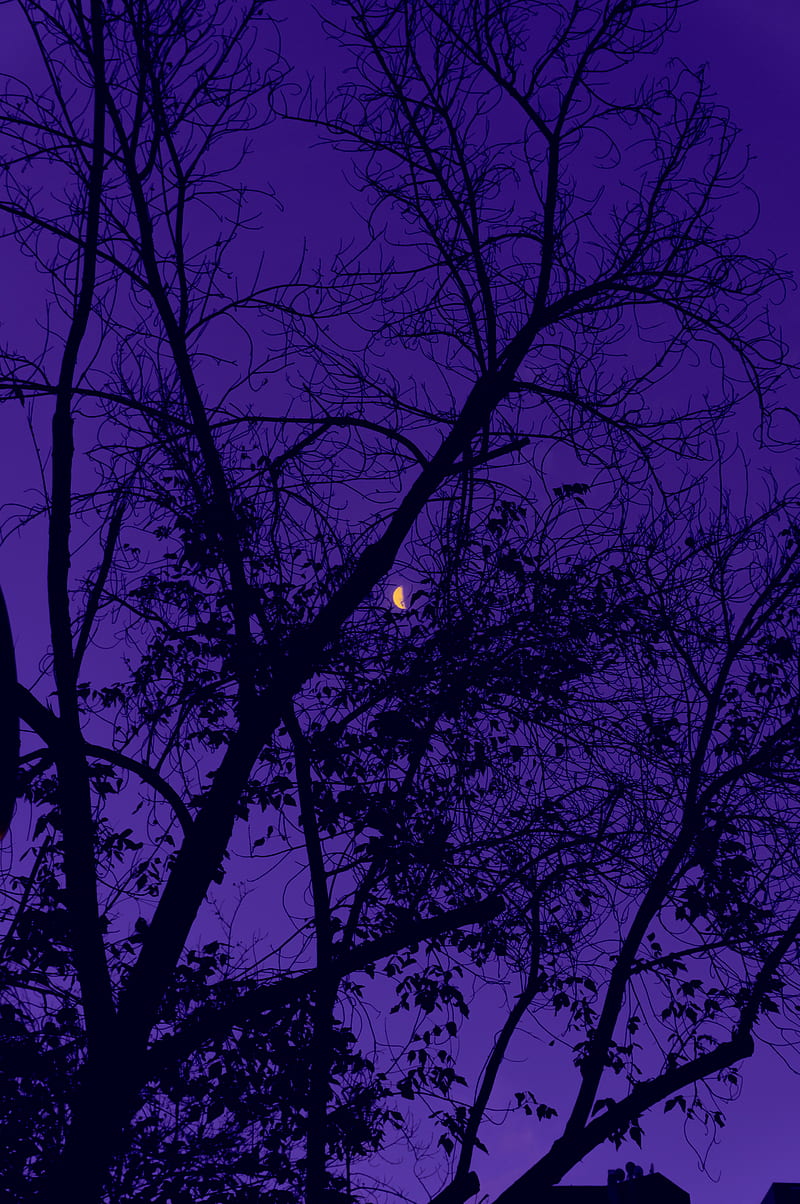 800x1204 HD purple sky and trees wallpaper
