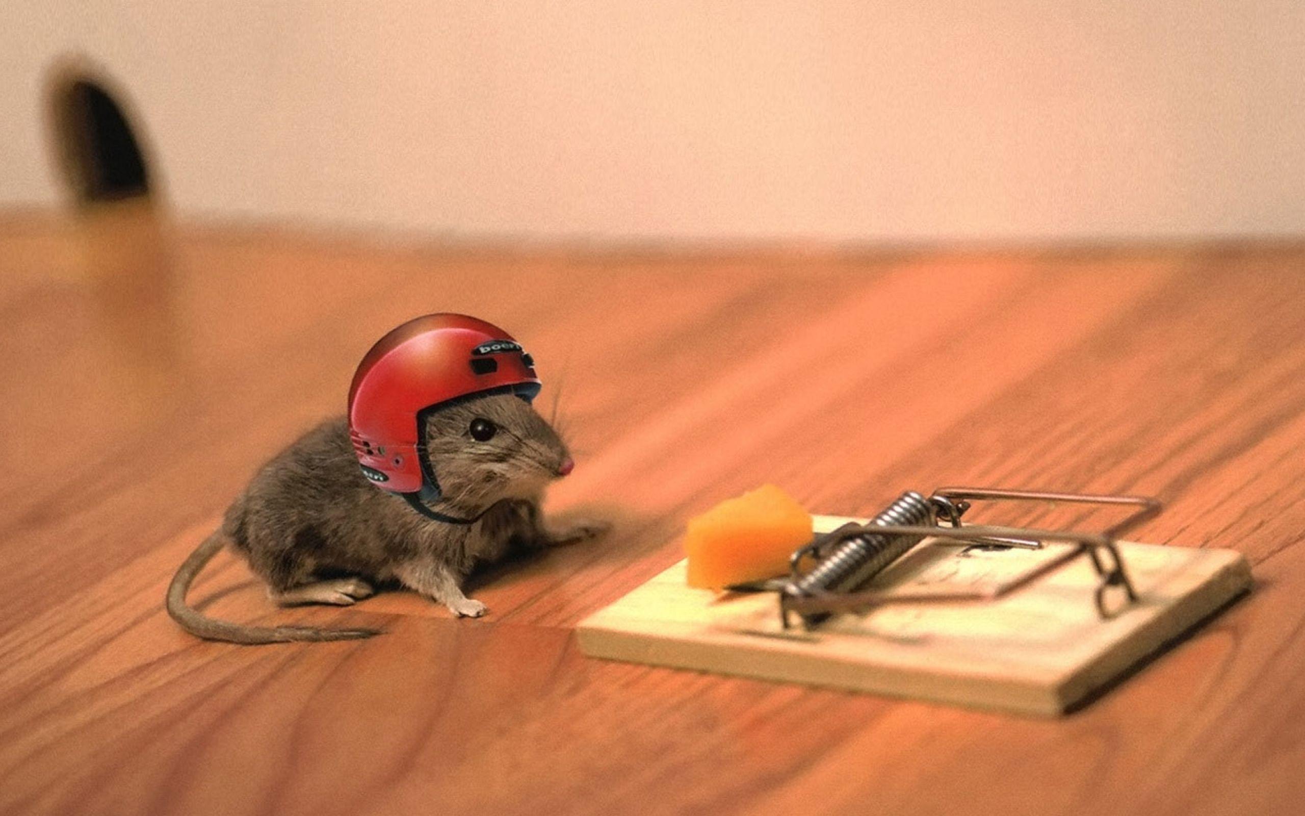 2560x1600 mouse, cheese, mouse trap 2560x1600 Resolution Wallpaper