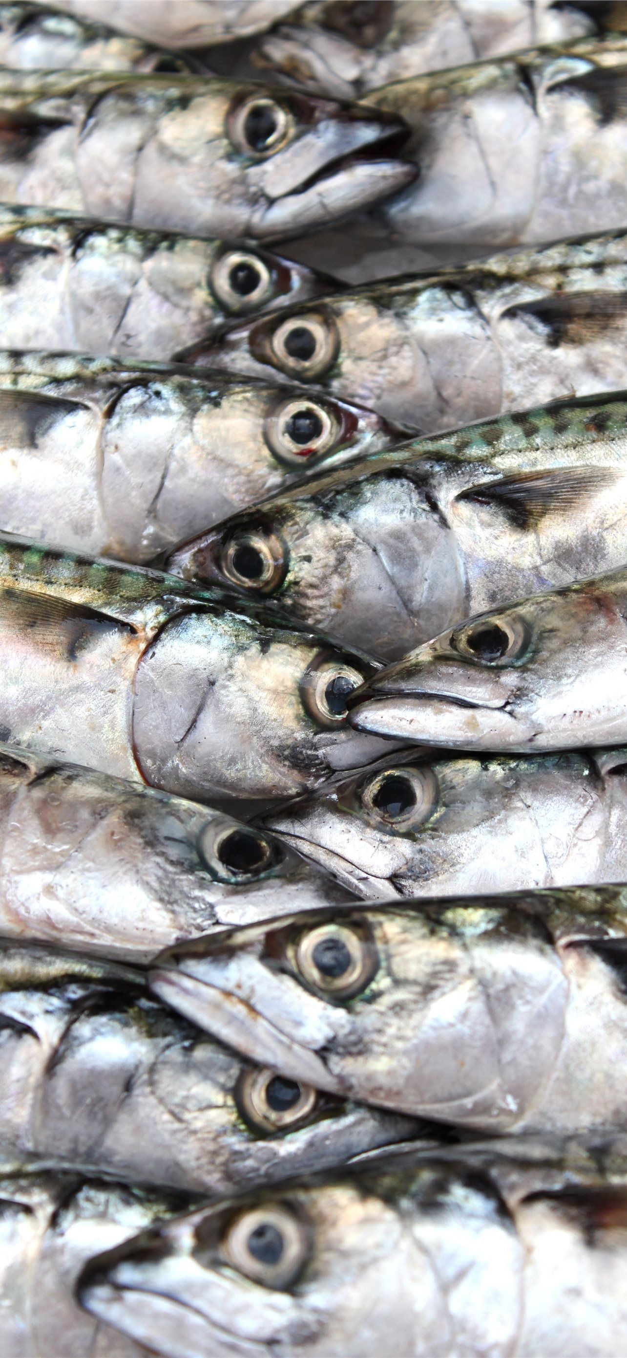 1284x2778 sardines iPhone Wallpaper Free Download