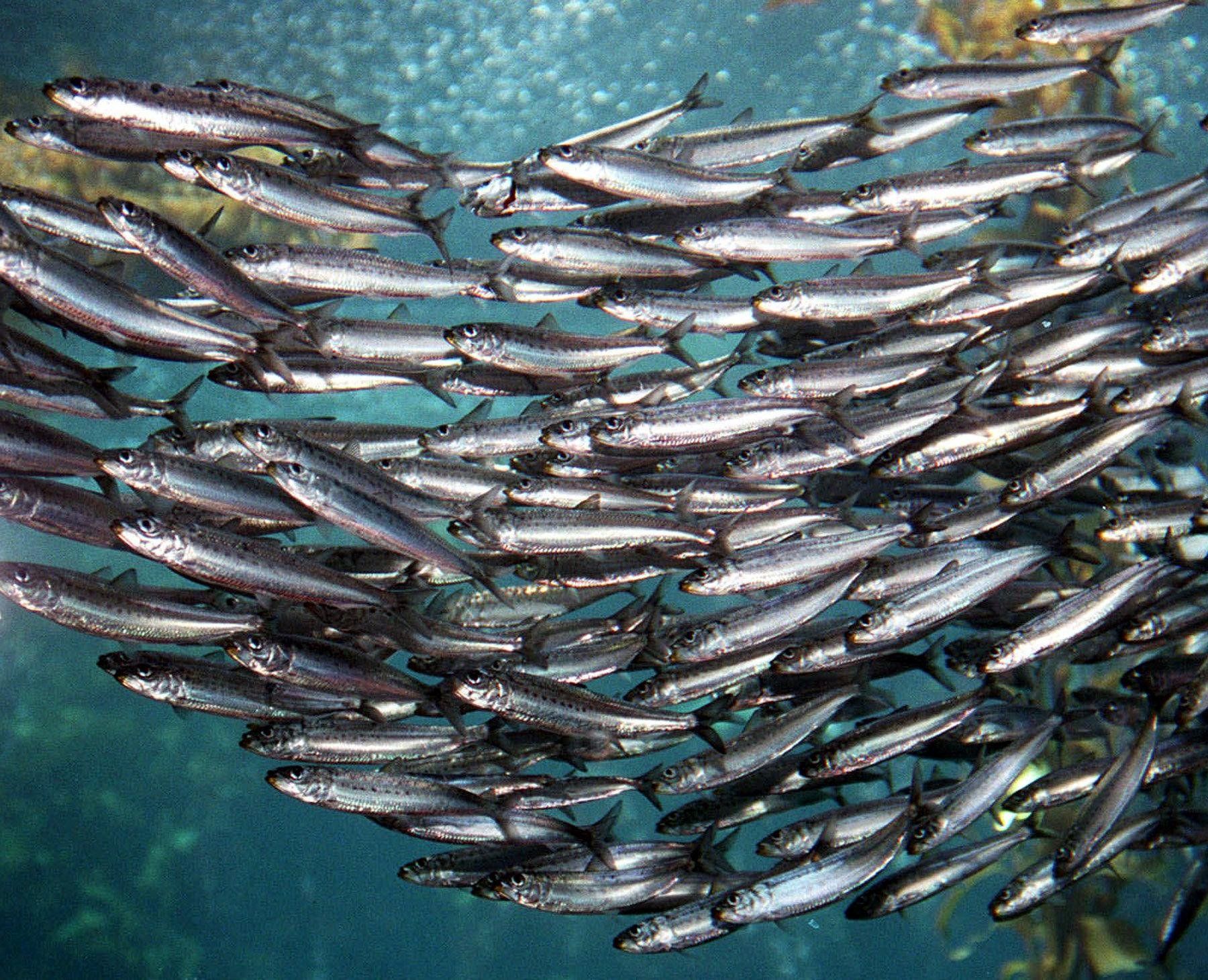 1800x1460 Sardine Desktop Wallpaper 78939