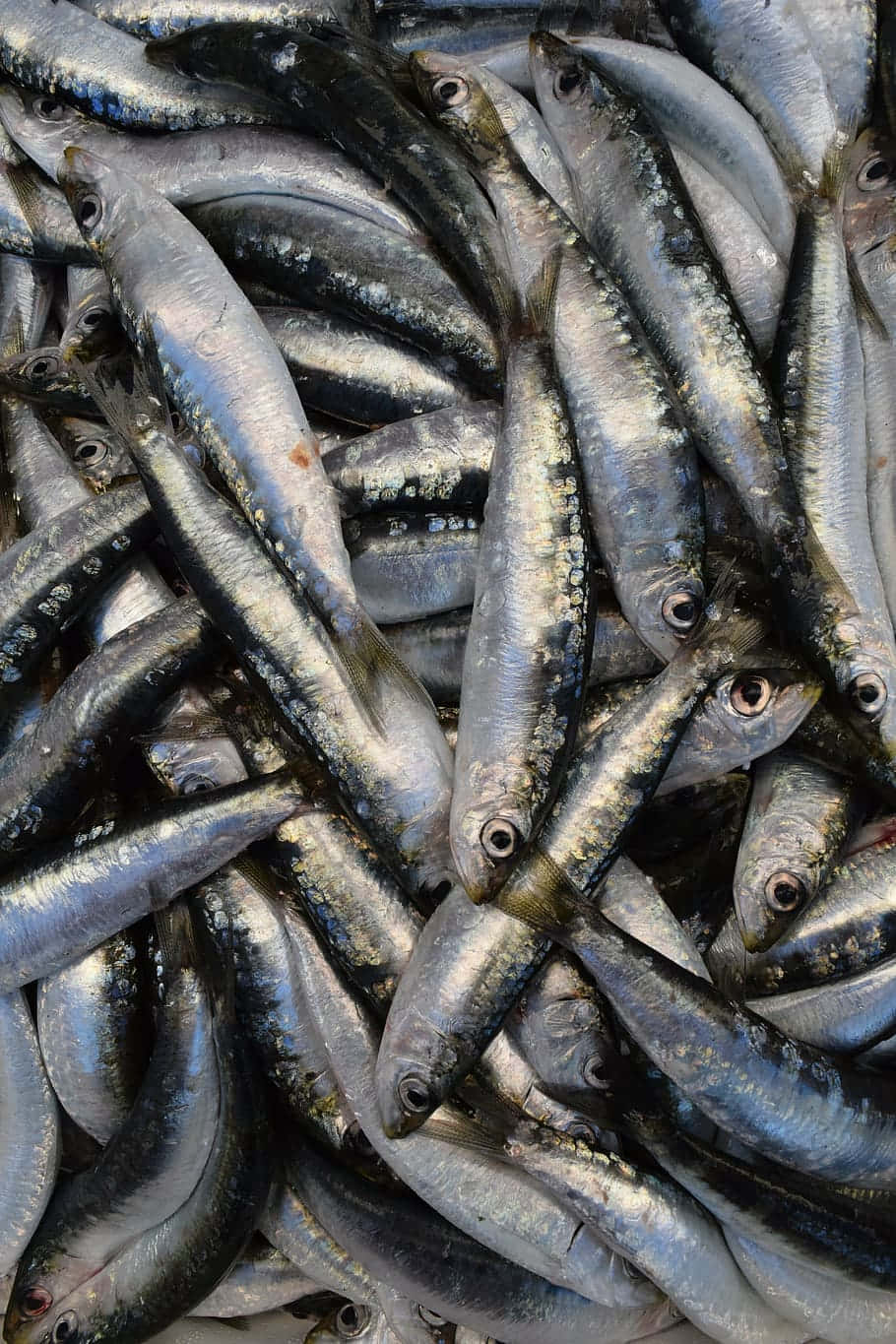 910x1365 Sardine Wallpaper