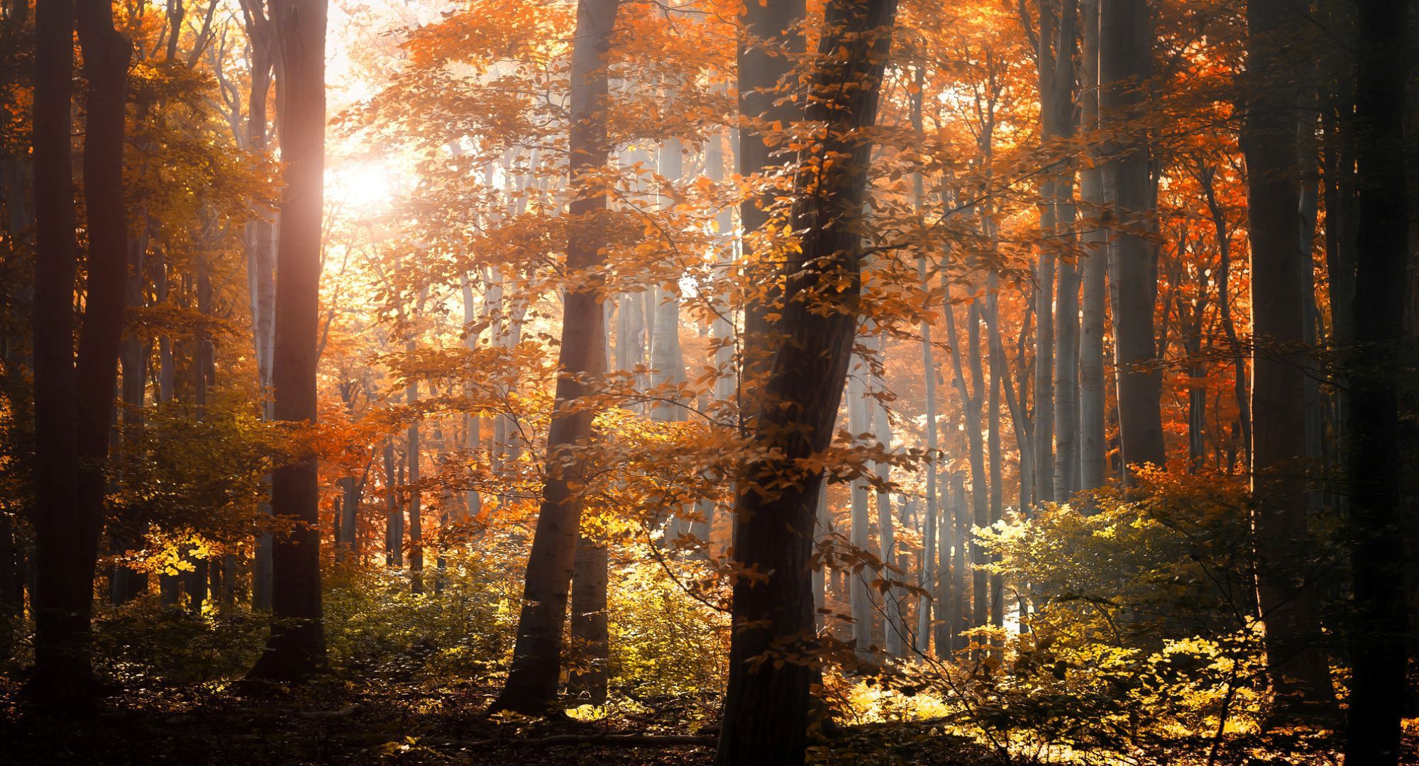 2000x1080 Orange Autumn Foilage Wallpaper