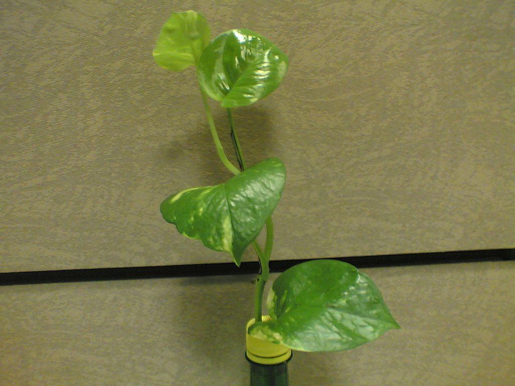 1024x768 A Money Plant