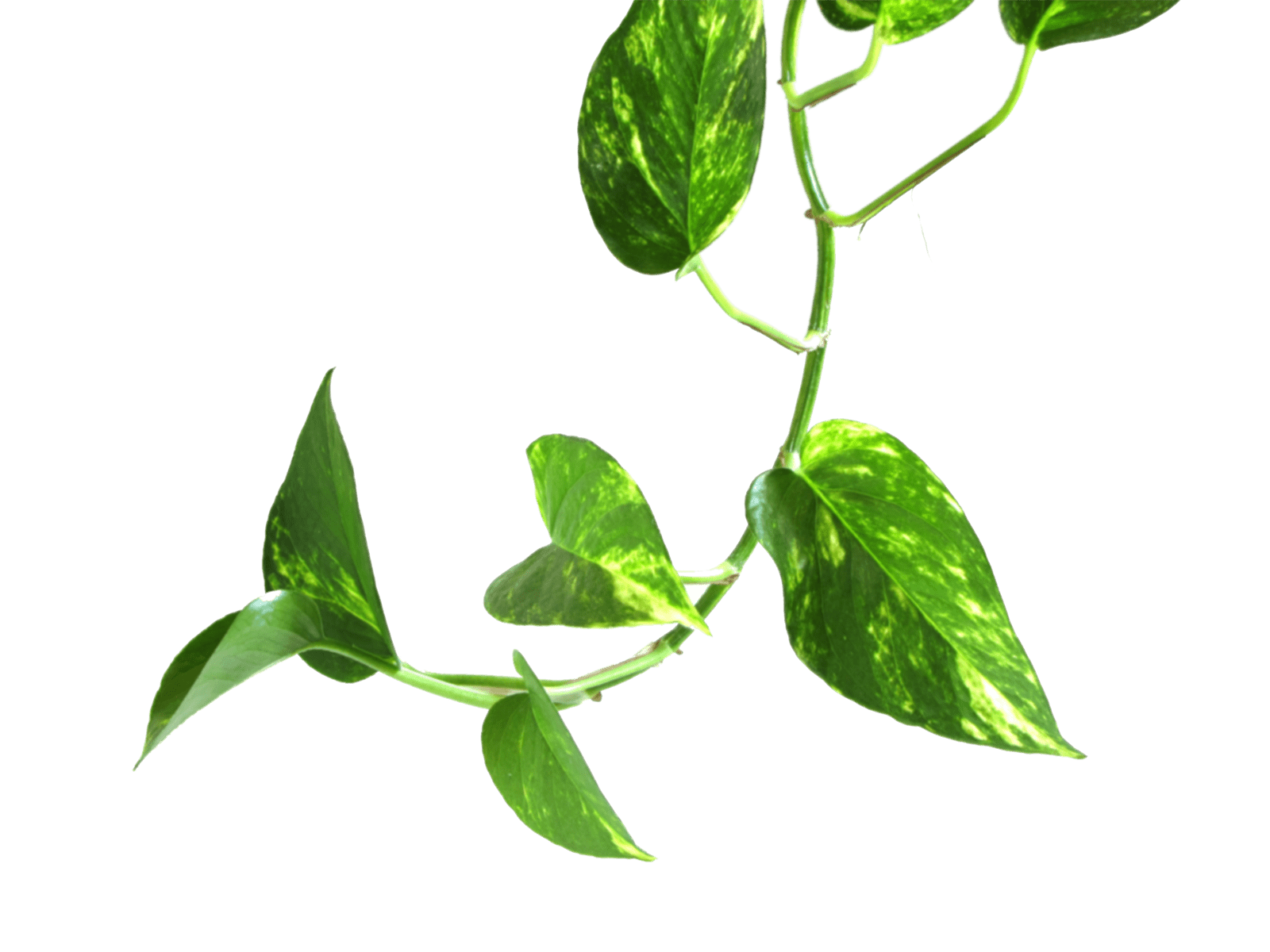 Money Plant Wallpapers Top Free Money Plant Backgrounds WallpaperAccess