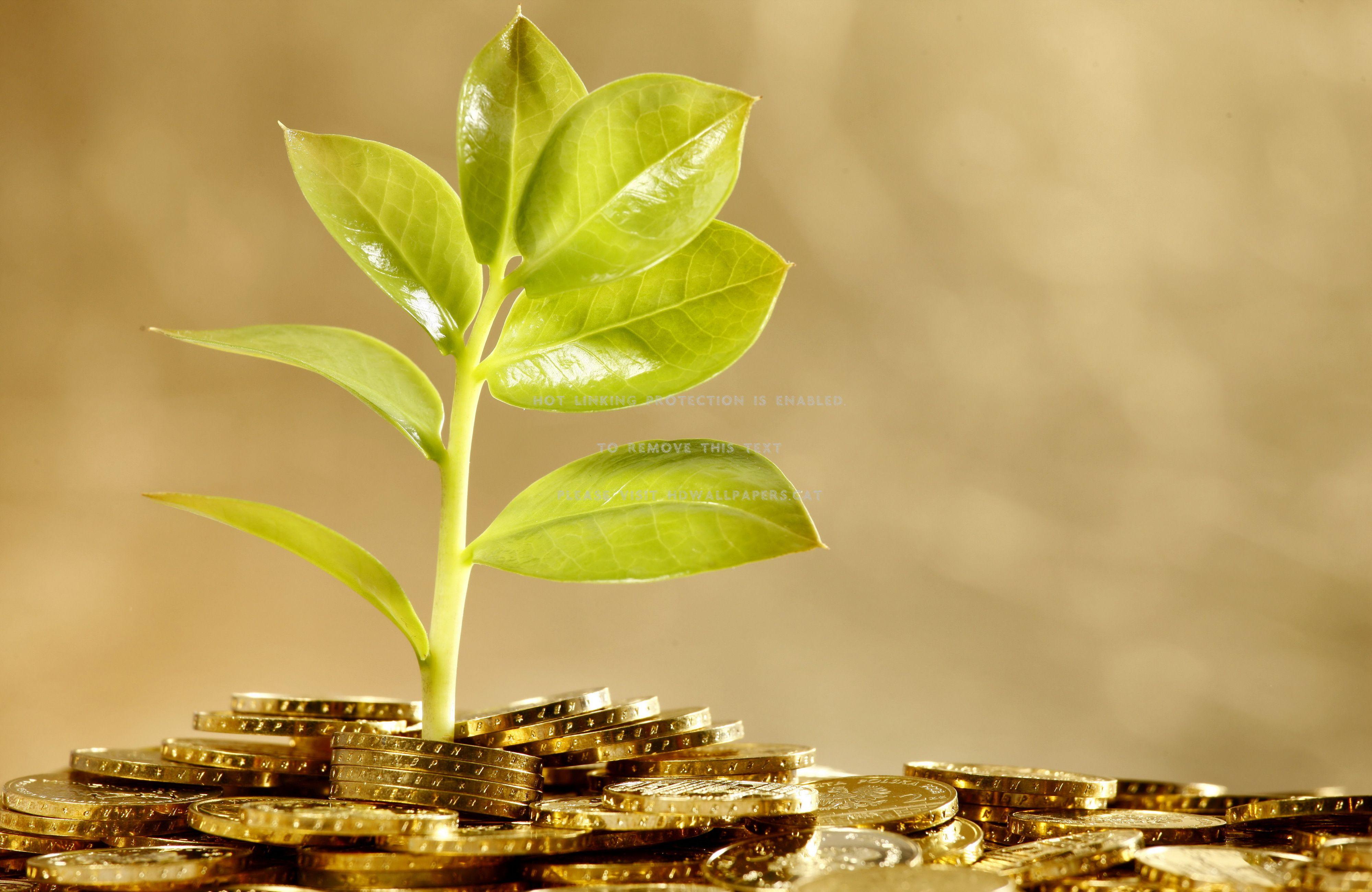 Money Plant Wallpapers Top Free Money Plant Backgrounds WallpaperAccess