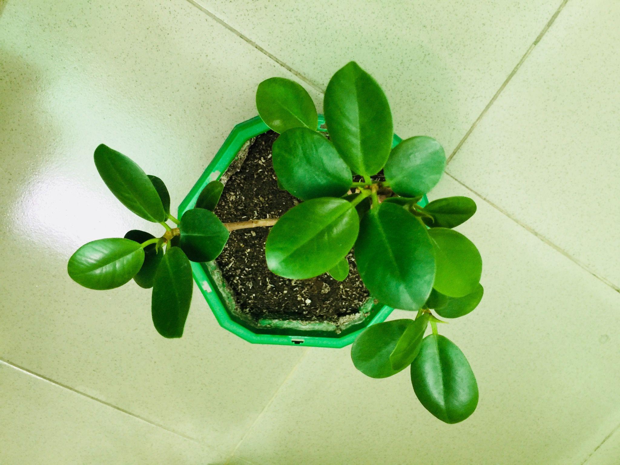 Money Plant Wallpapers Top Free Money Plant Backgrounds WallpaperAccess